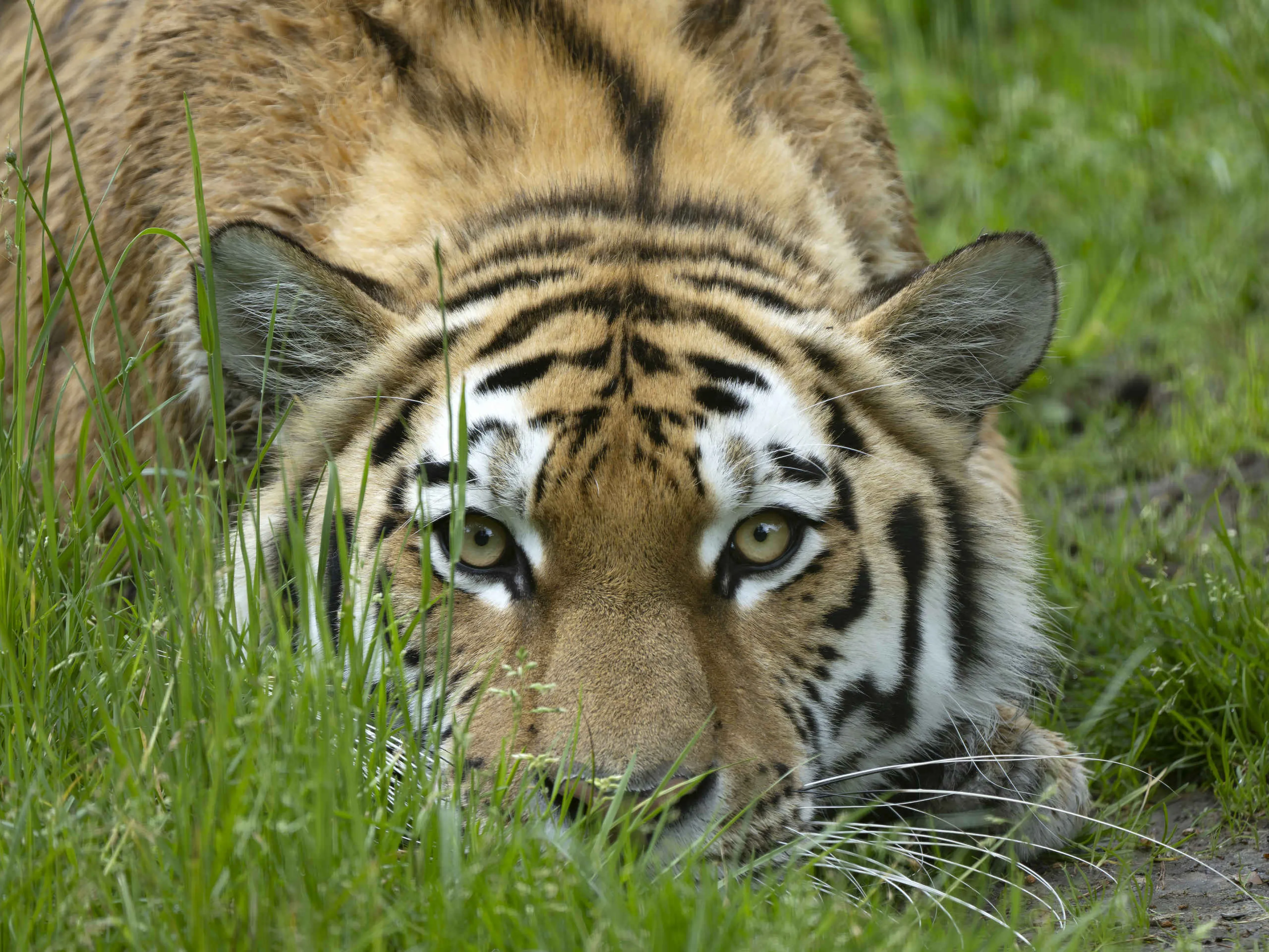 Een amoertijger ligt op de uitkijk in safaripark Beekse Bergen.