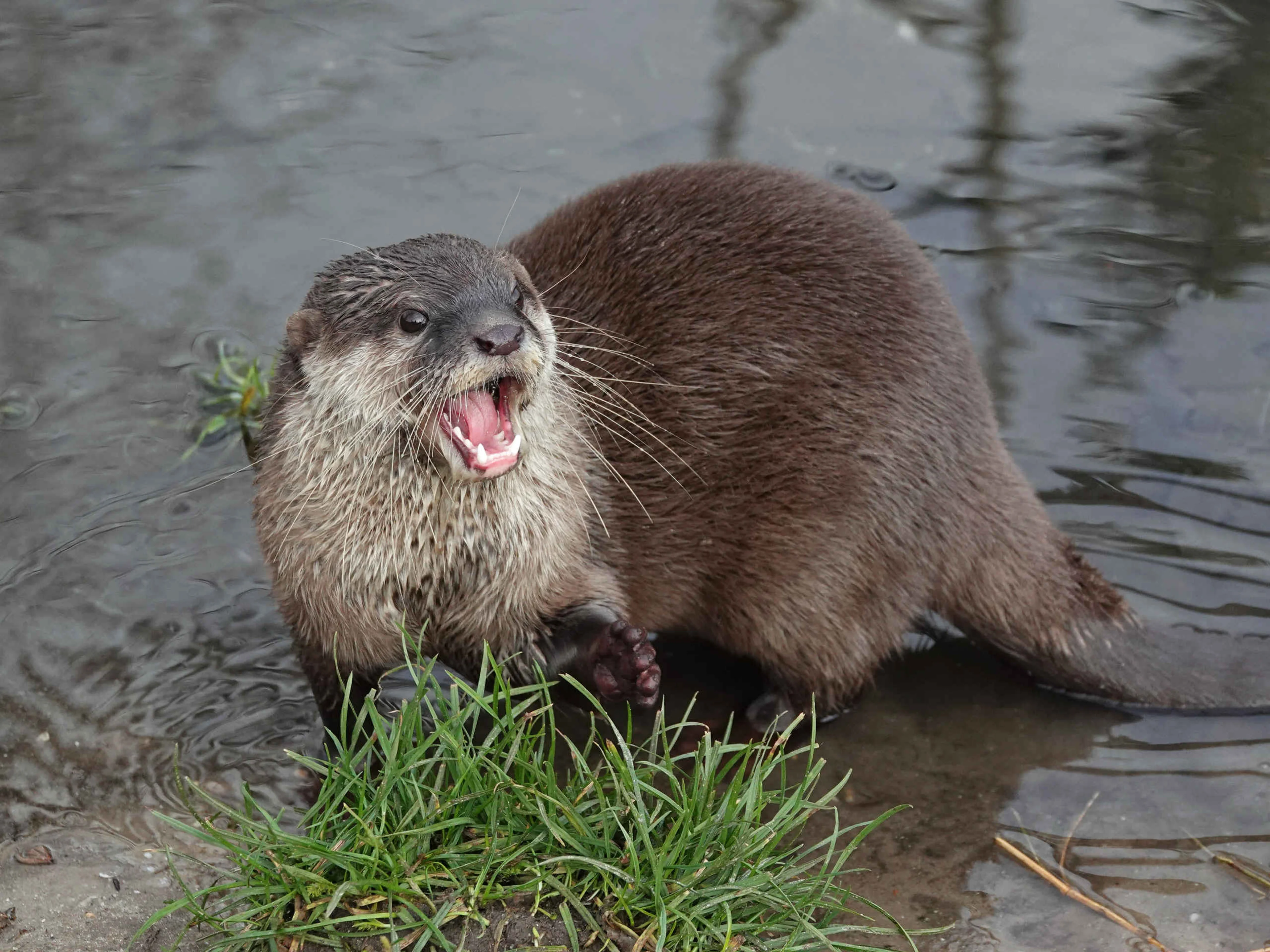 Aziatische kleinklauwotter close-up in het water in Safaripark Beekse Bergen