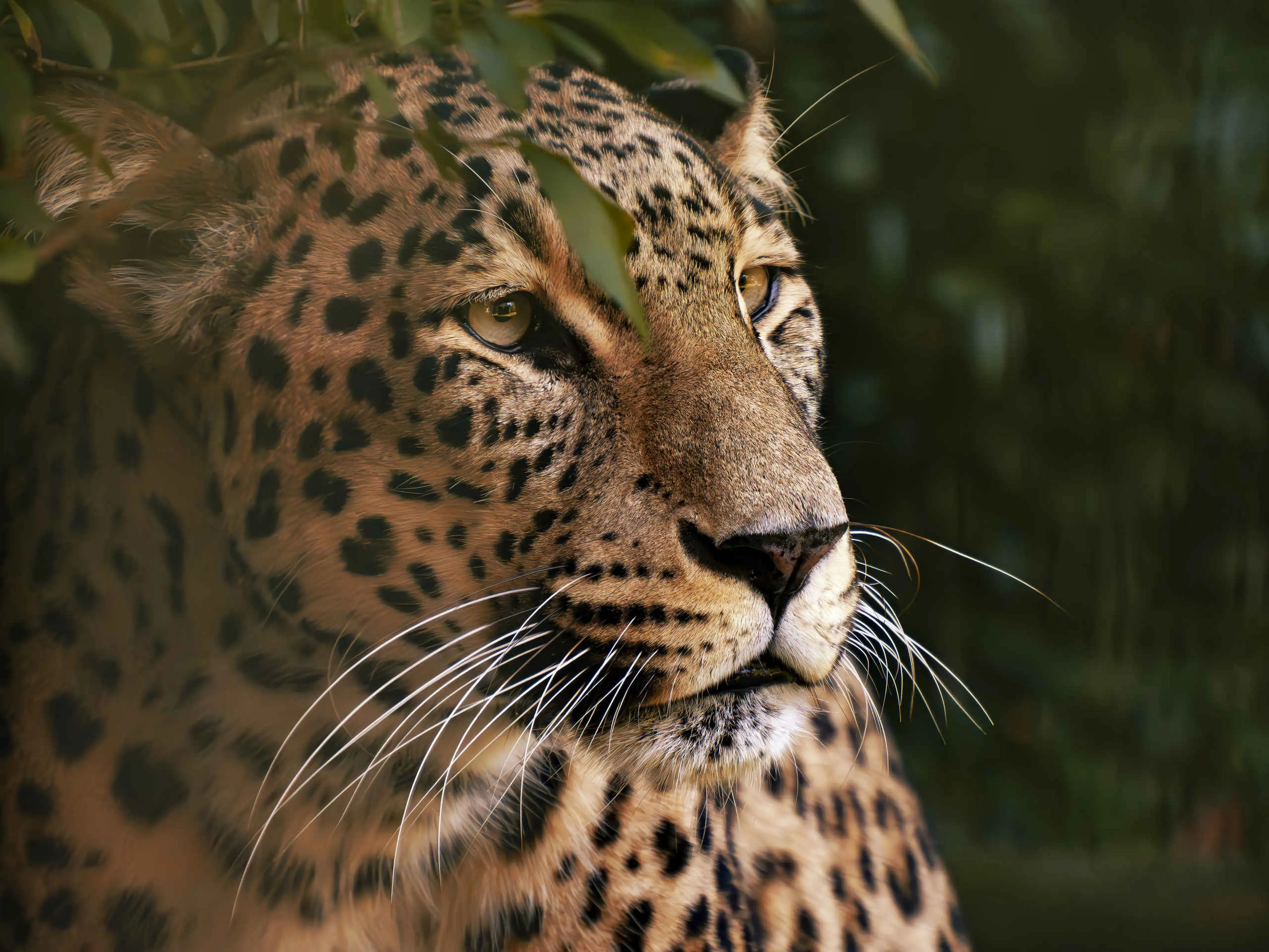 Luipaard panter tussen de struiken in Safaripark Beekse Bergen