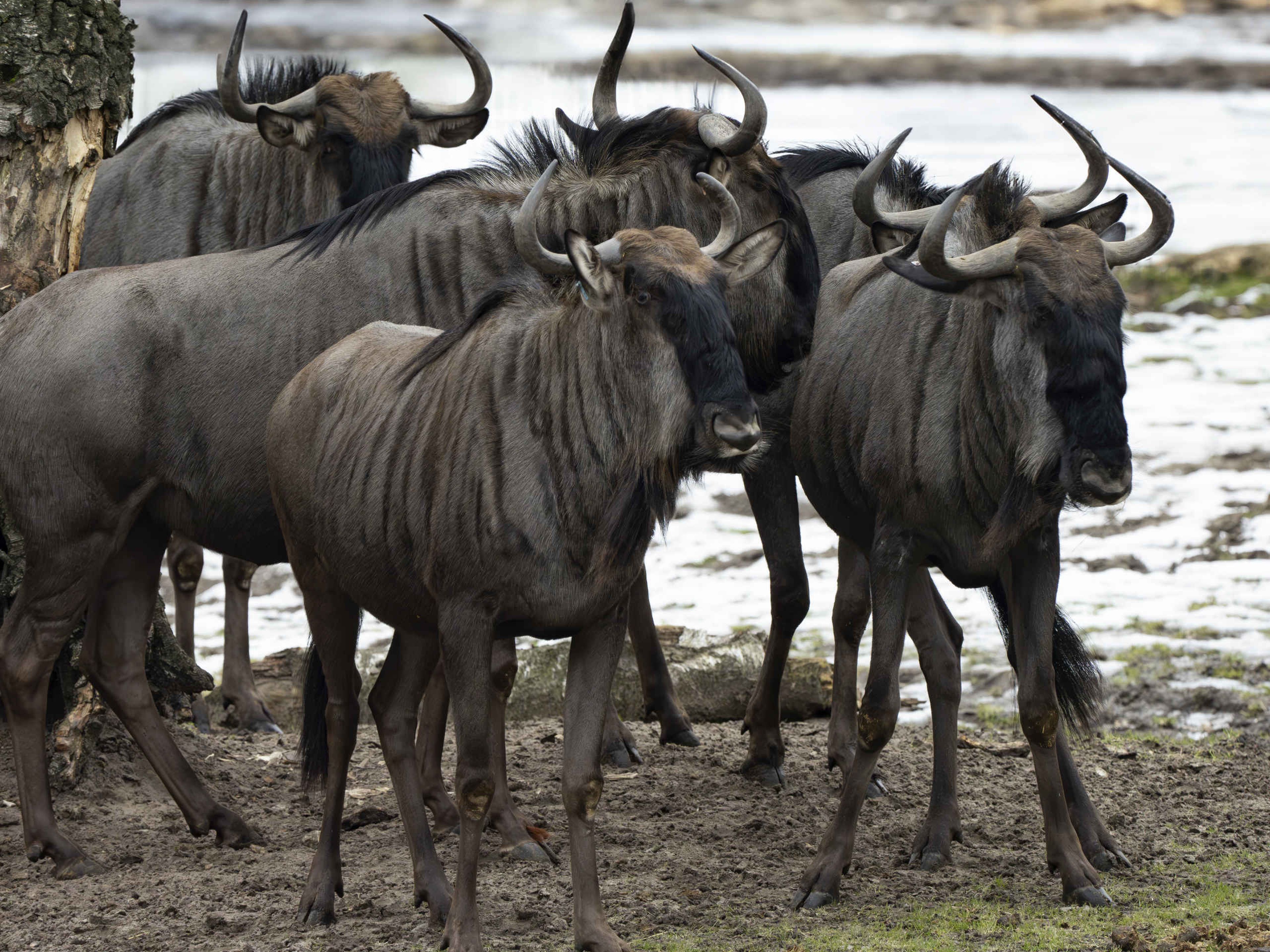 Winter in de sneeuw de blauwe gnoe een groep bij Safaripark Beekse Bergen