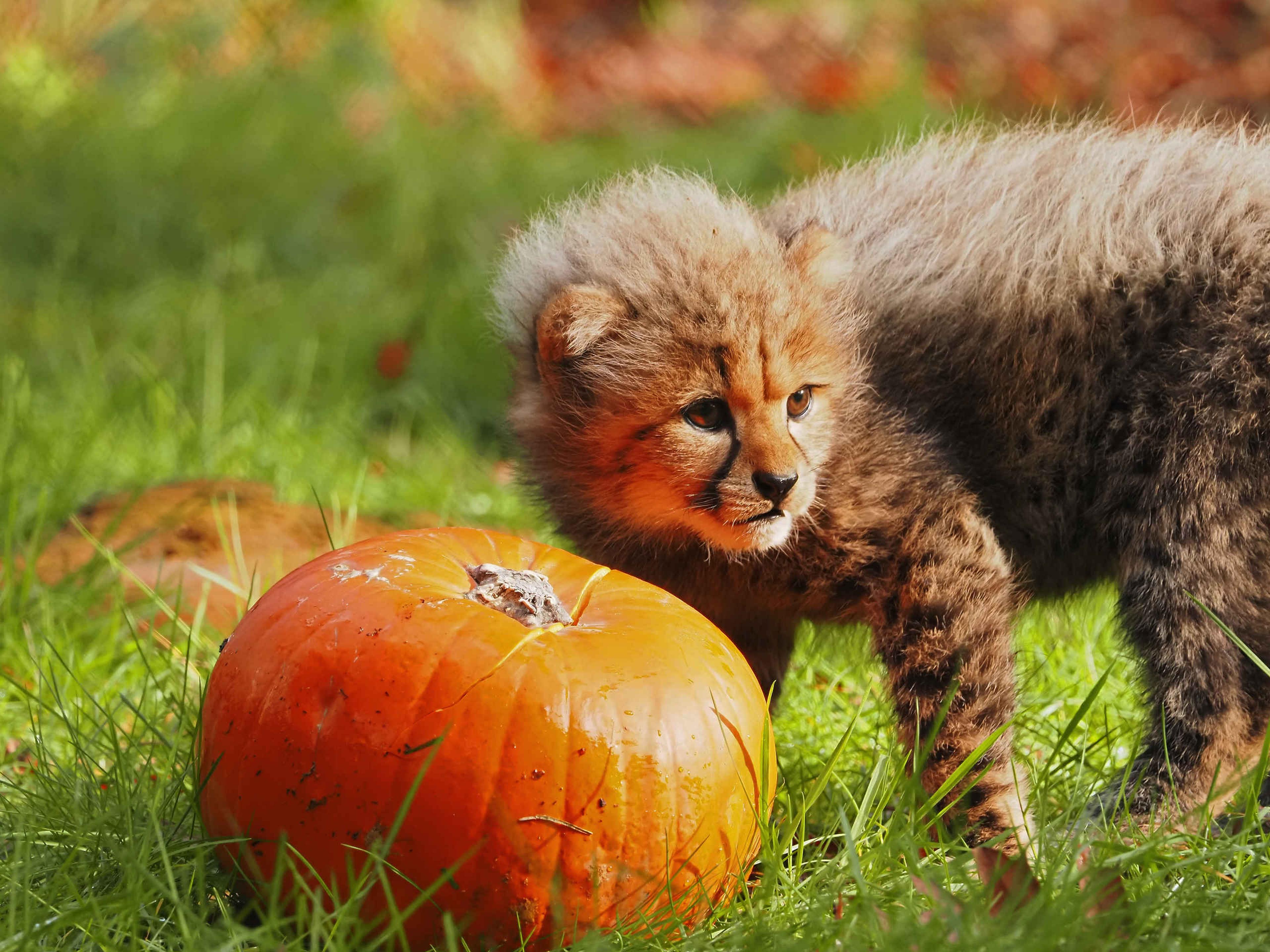 Cheeta jong met een pompoen in Safaripark Beekse Bergen