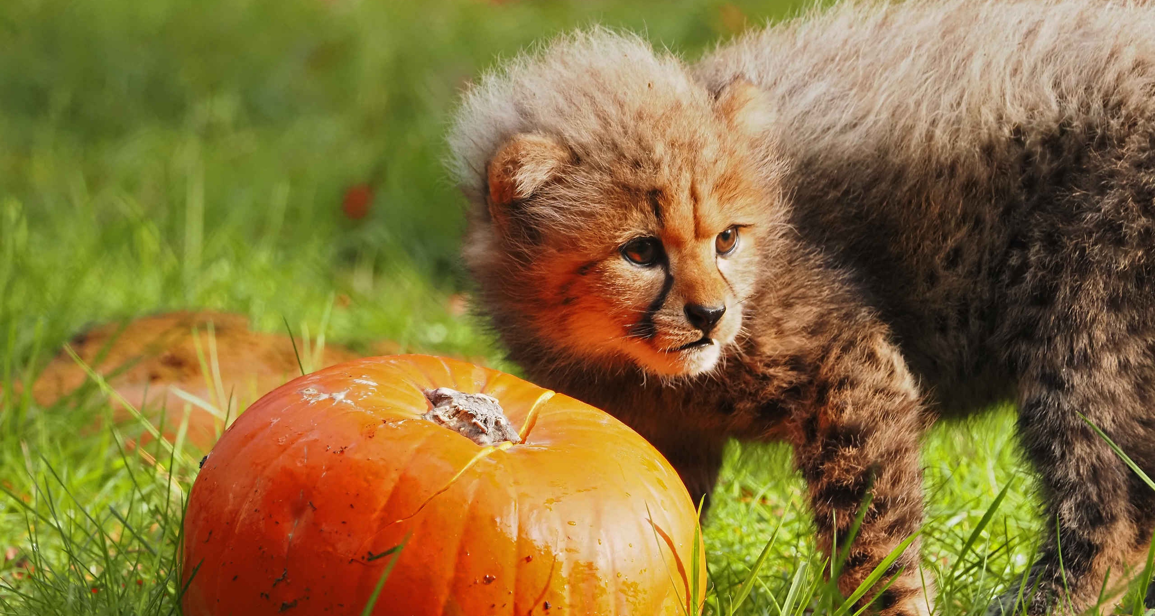 Cheeta jong met een pompoen in Safaripark Beekse Bergen
