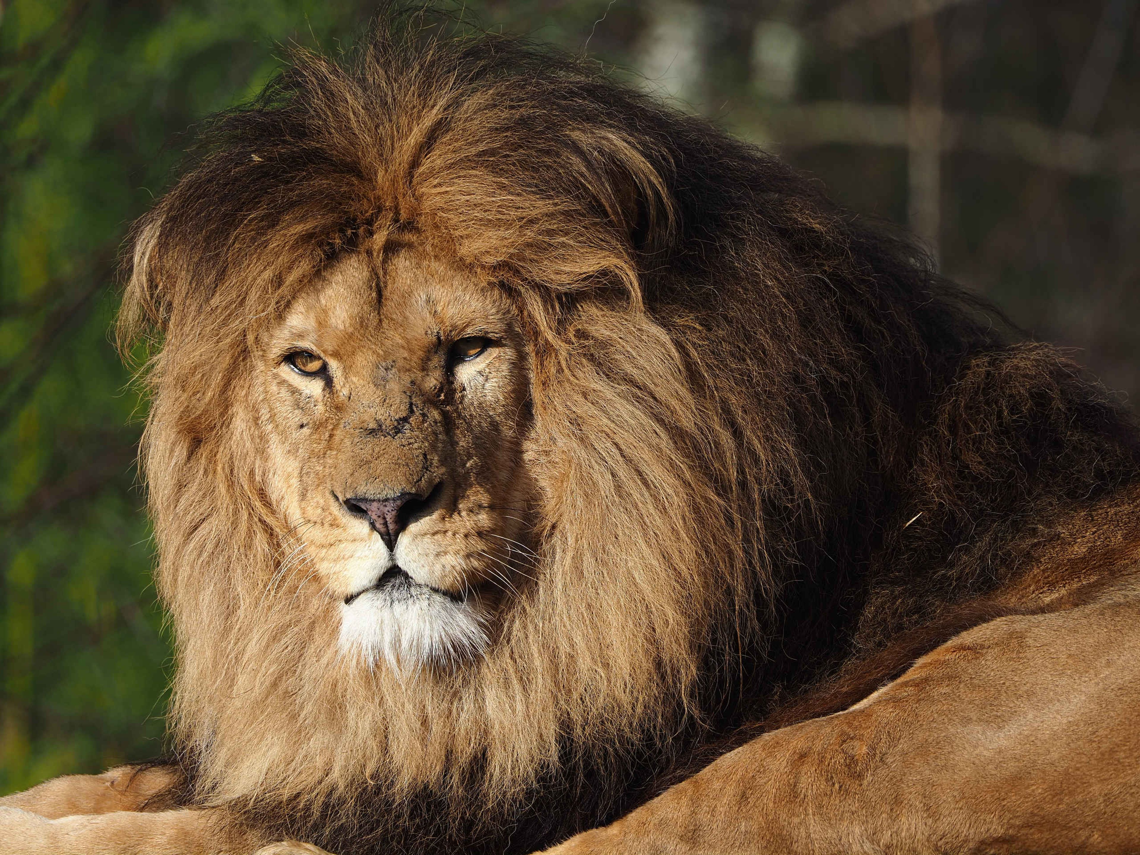 Afrikaanse leeuw close-up mannetje Safaripark Beekse Bergen