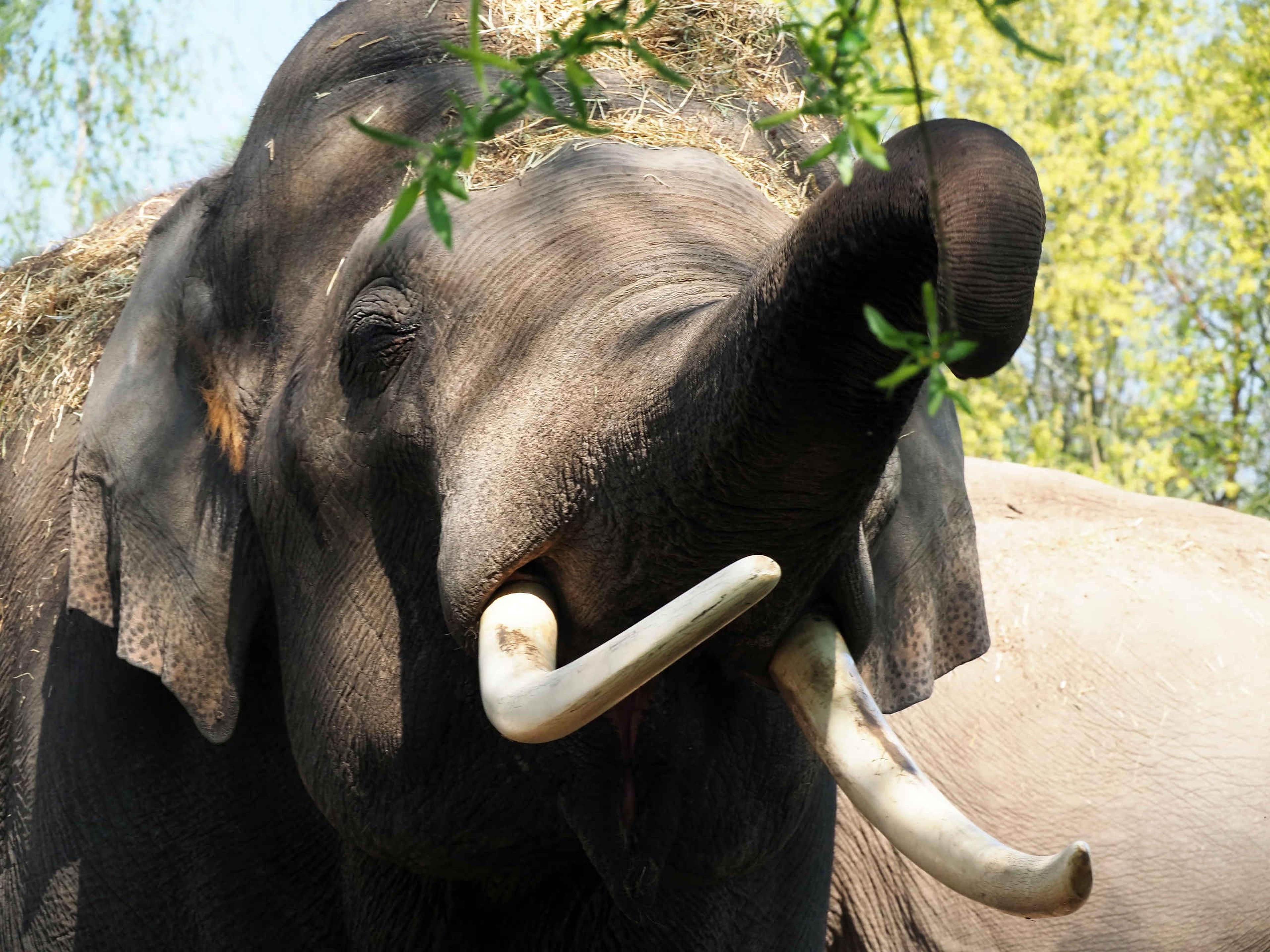 Een olifant met slagstanden staat bij een boom bij Eindhoven Zoo.