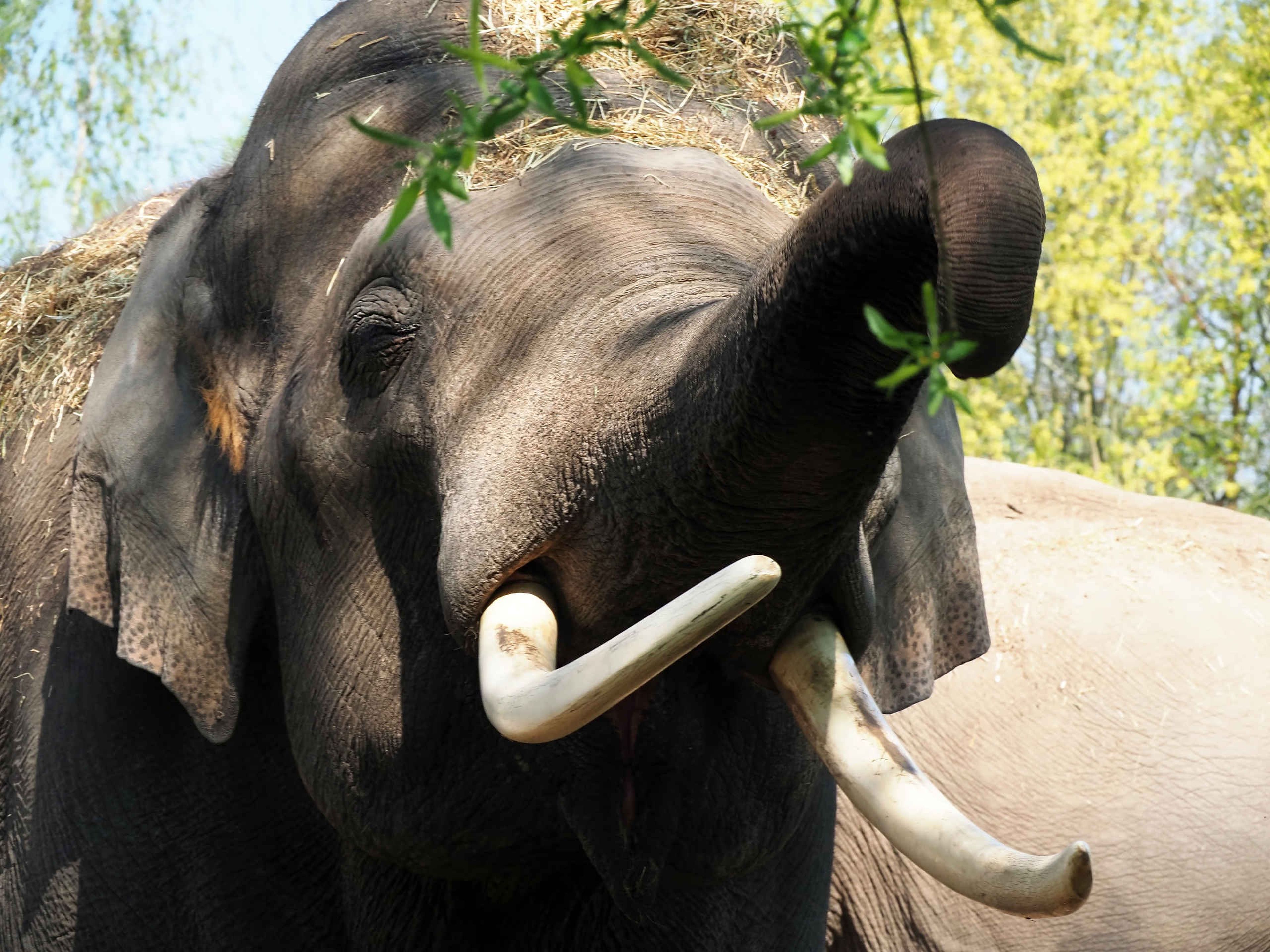 Een olifant met slagstanden staat bij een boom bij Eindhoven Zoo.
