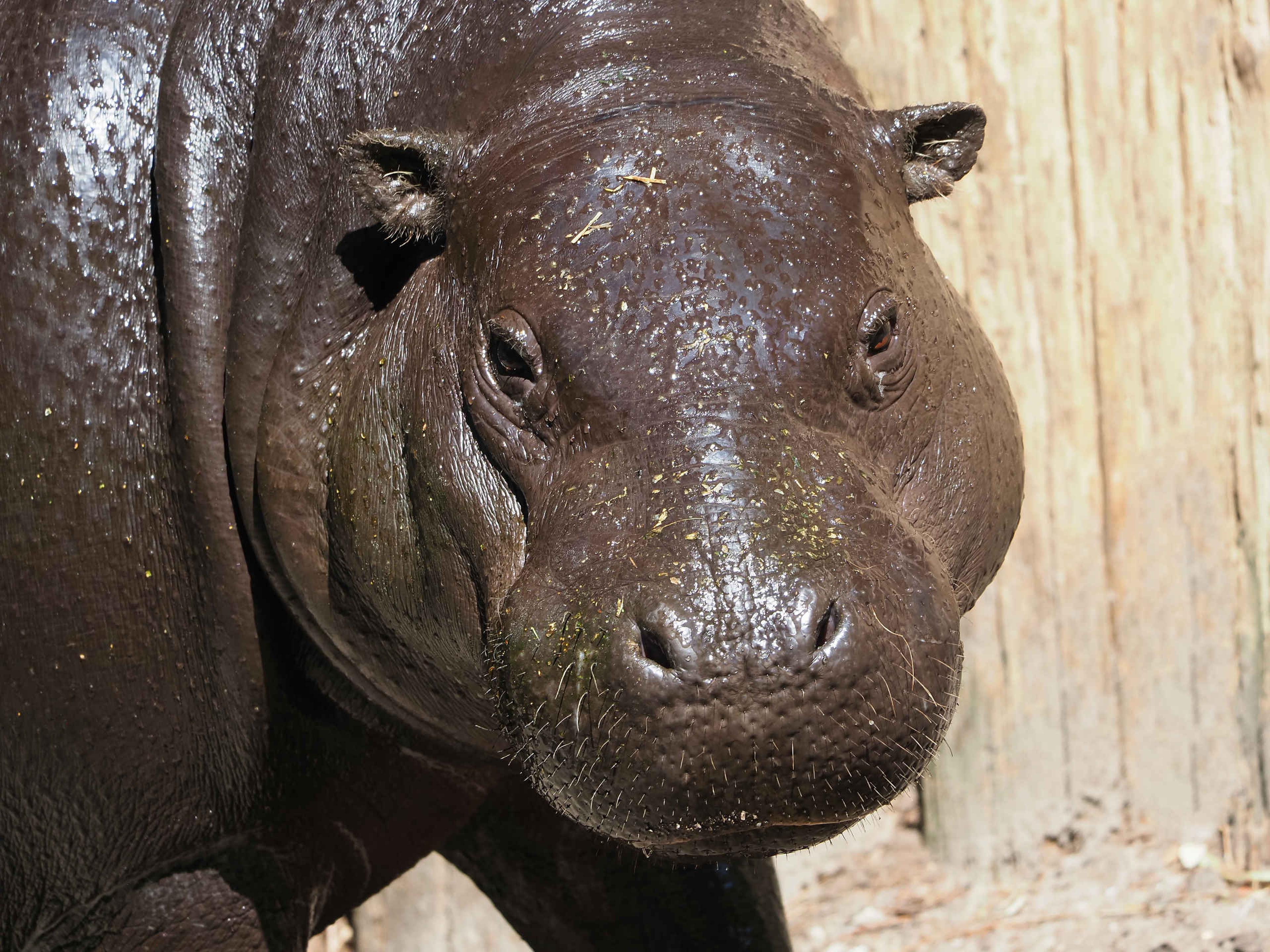 Een dwergnijlpaard in het buitenverblijf bij ZooParc Overloon.