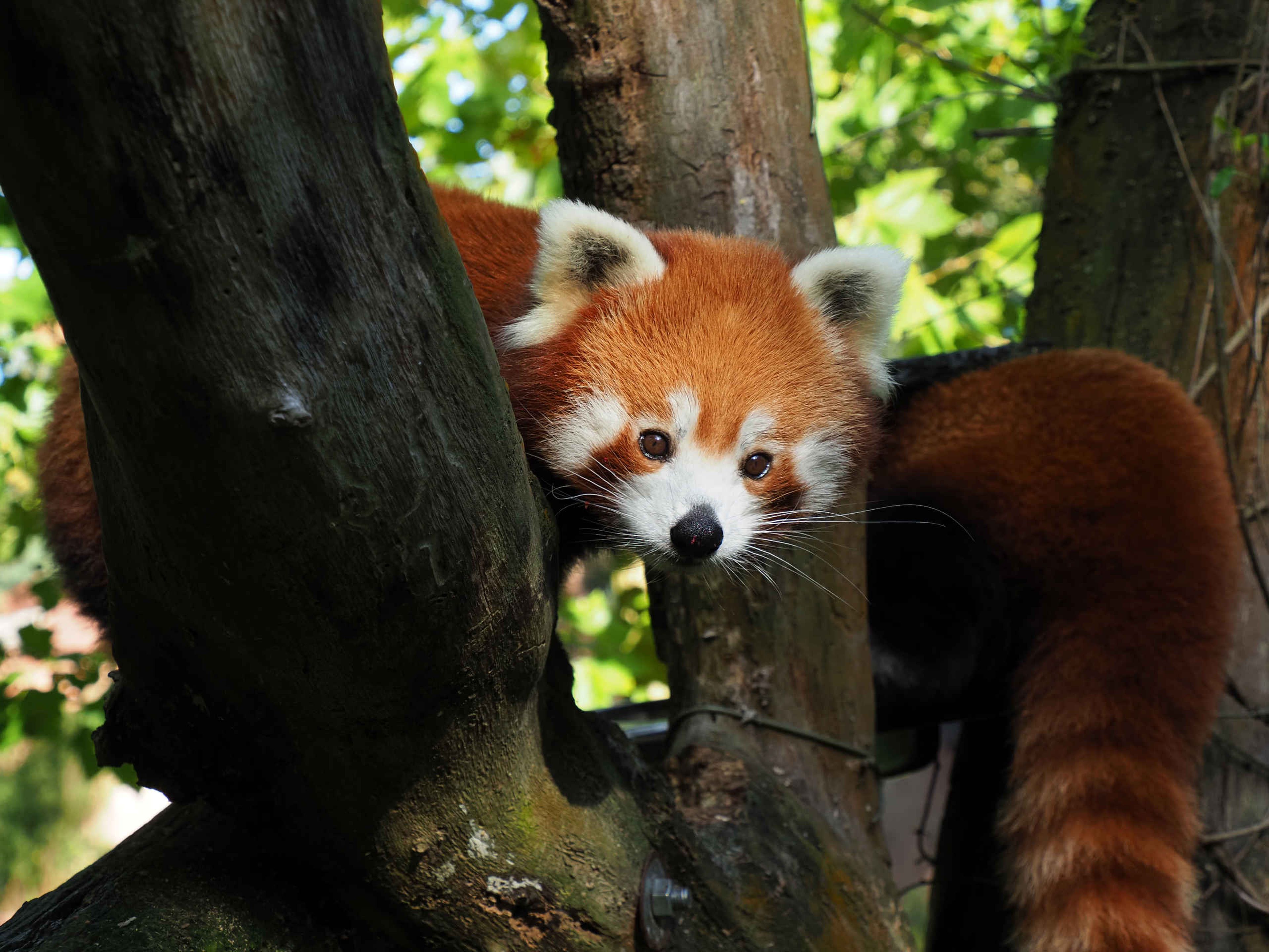 Twee rode panda's klimmen in een boom bij Safaripark Beekse Bergen.