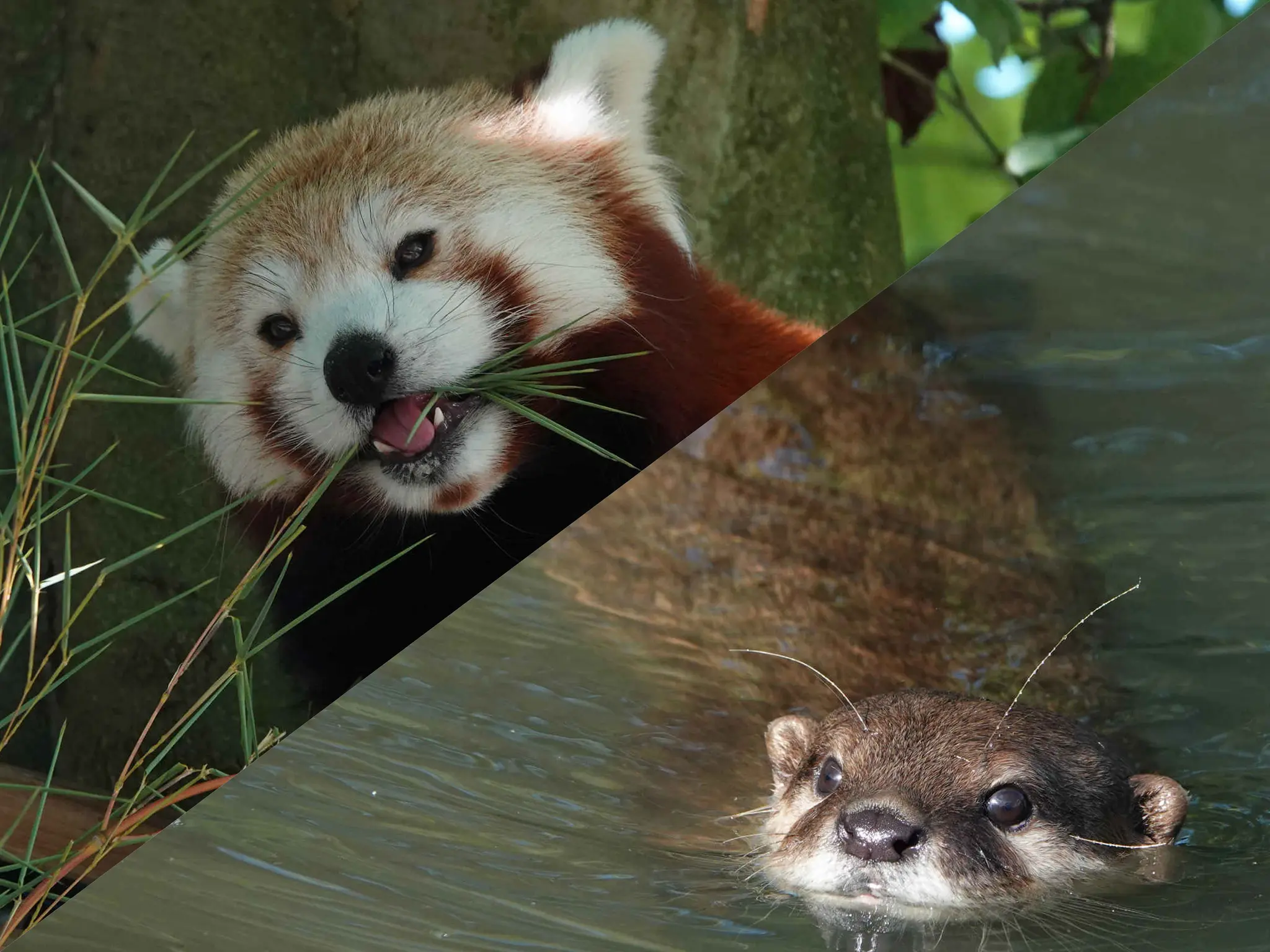 De dieren uit expeditiegebied Headquarter: de rode panda en de Aziatische kleinklauwotter in ZooParc Overloon