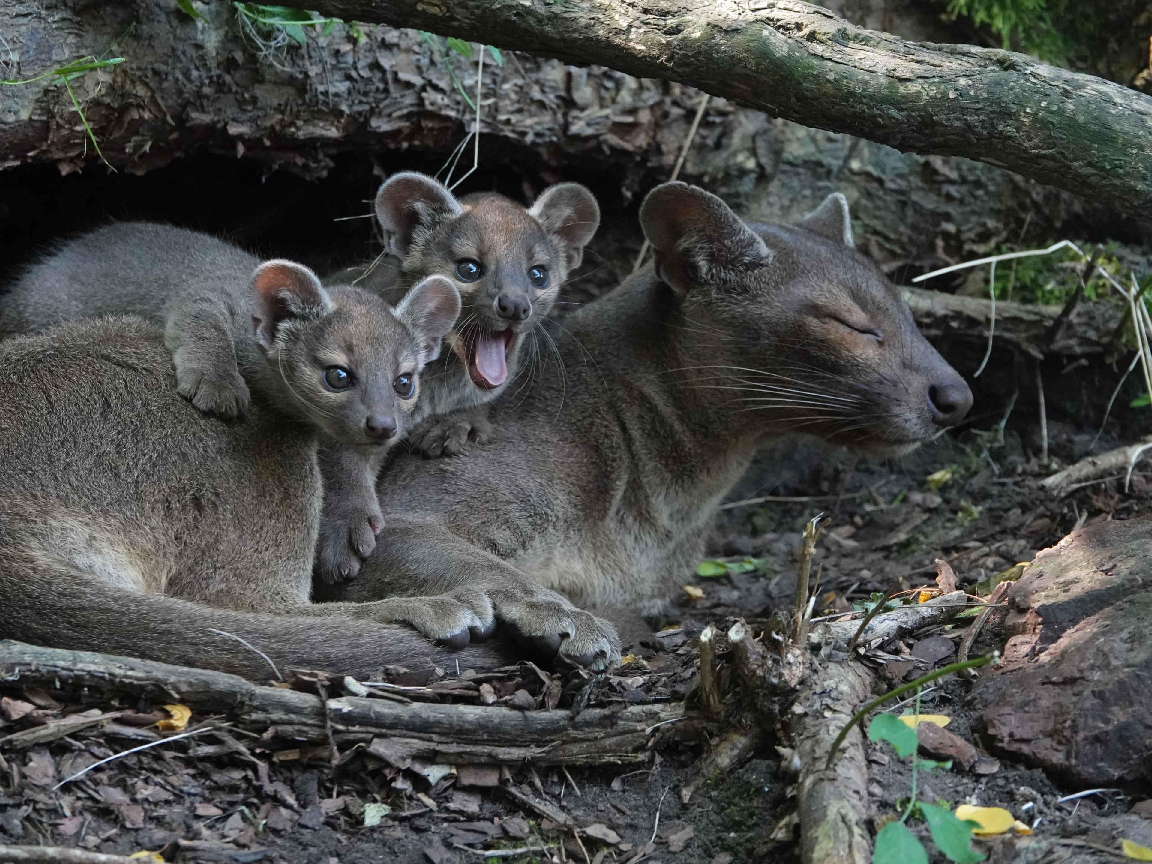 Twee jonge fossa's bij hun moeder in het zand bij ZooParc Overloon