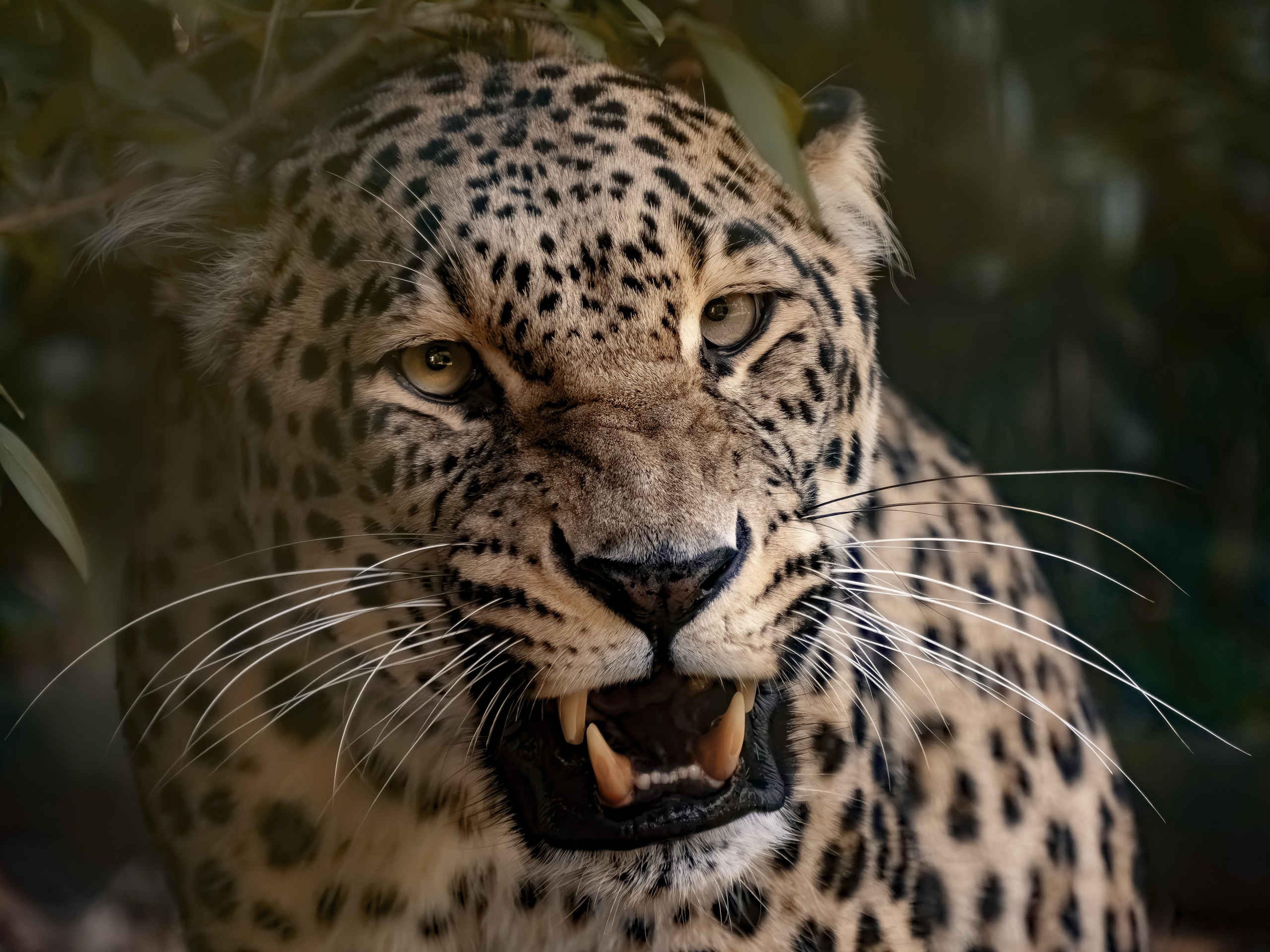 Luipaard panter close-up in Safaripark Beekse Bergen