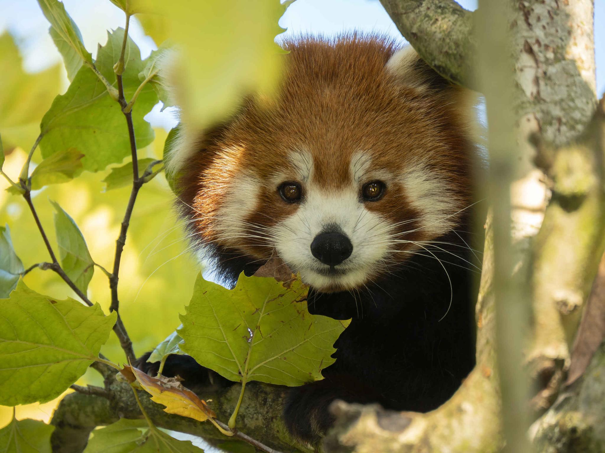 Close-up rode panda tussen de takken in Safaripark Beekse Bergen