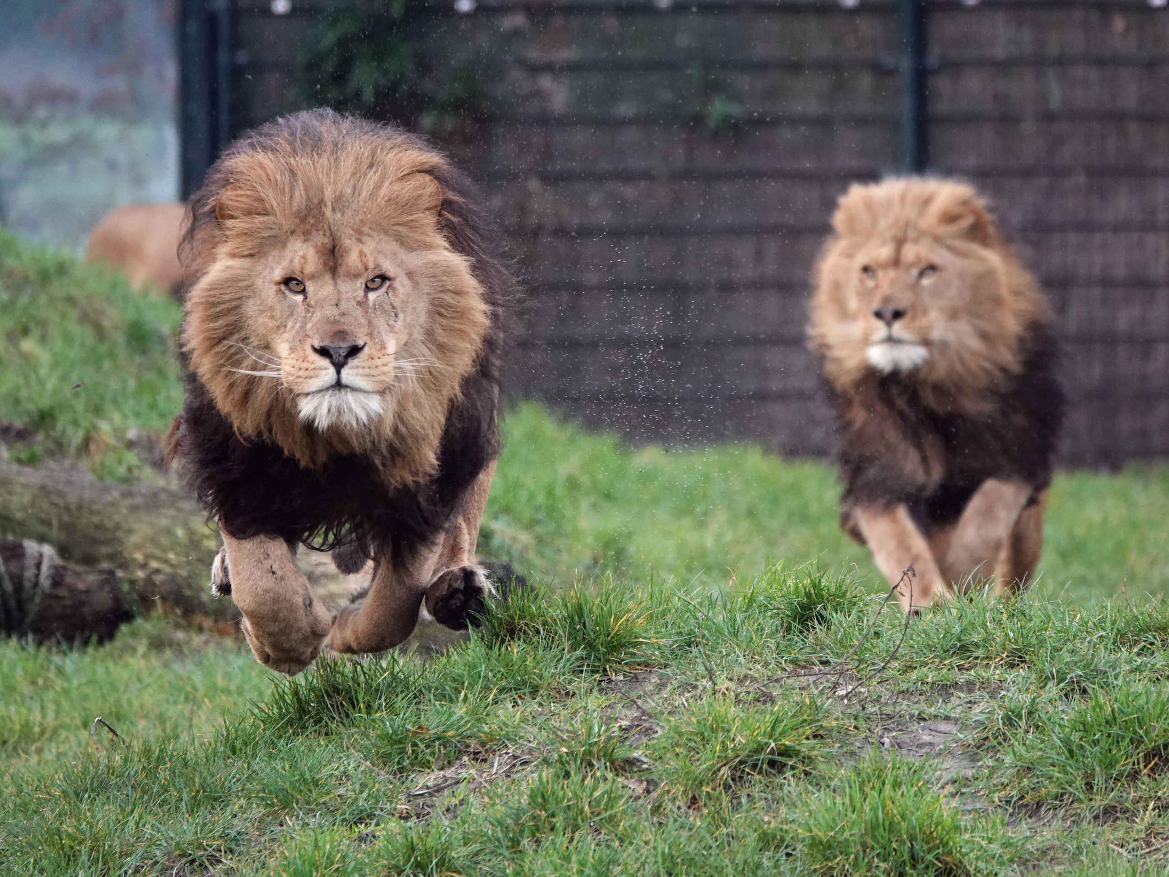 Leeuwen rennen close-up ZooParc Overloon