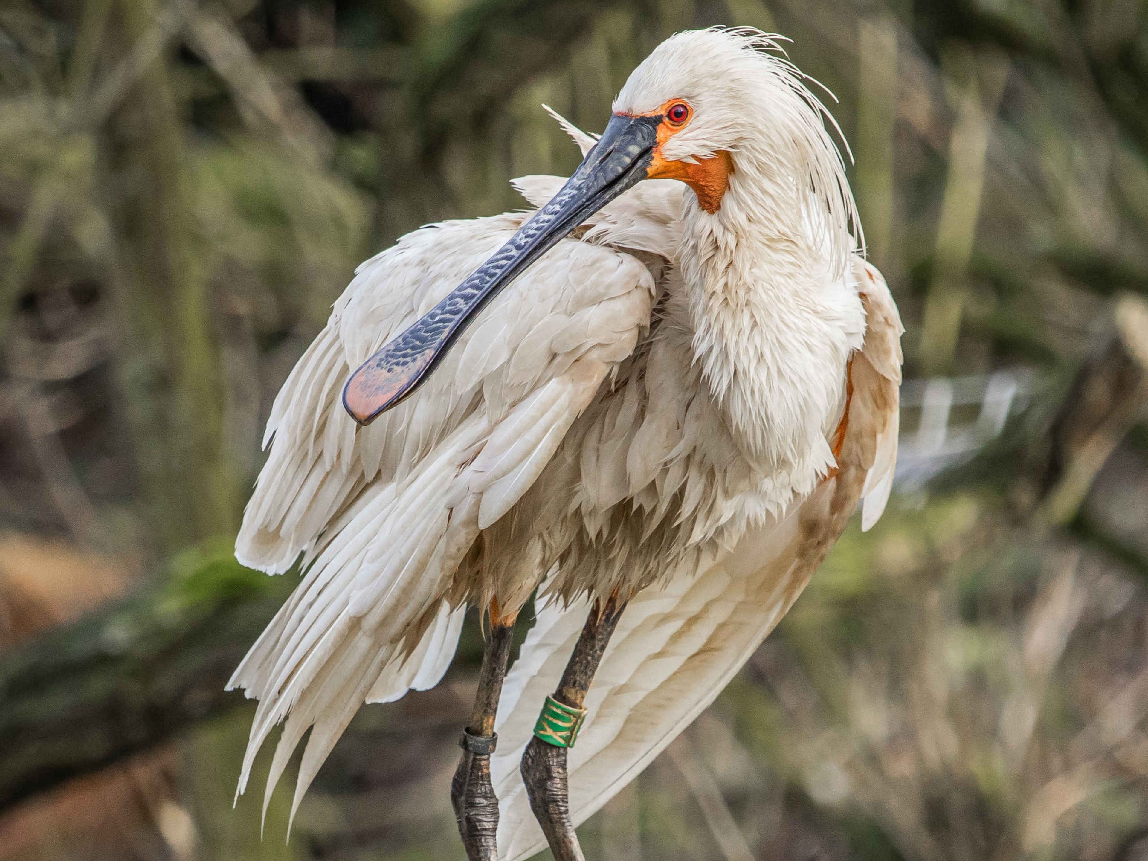 Een Europese lepelaar bij Eindhoven Zoo.