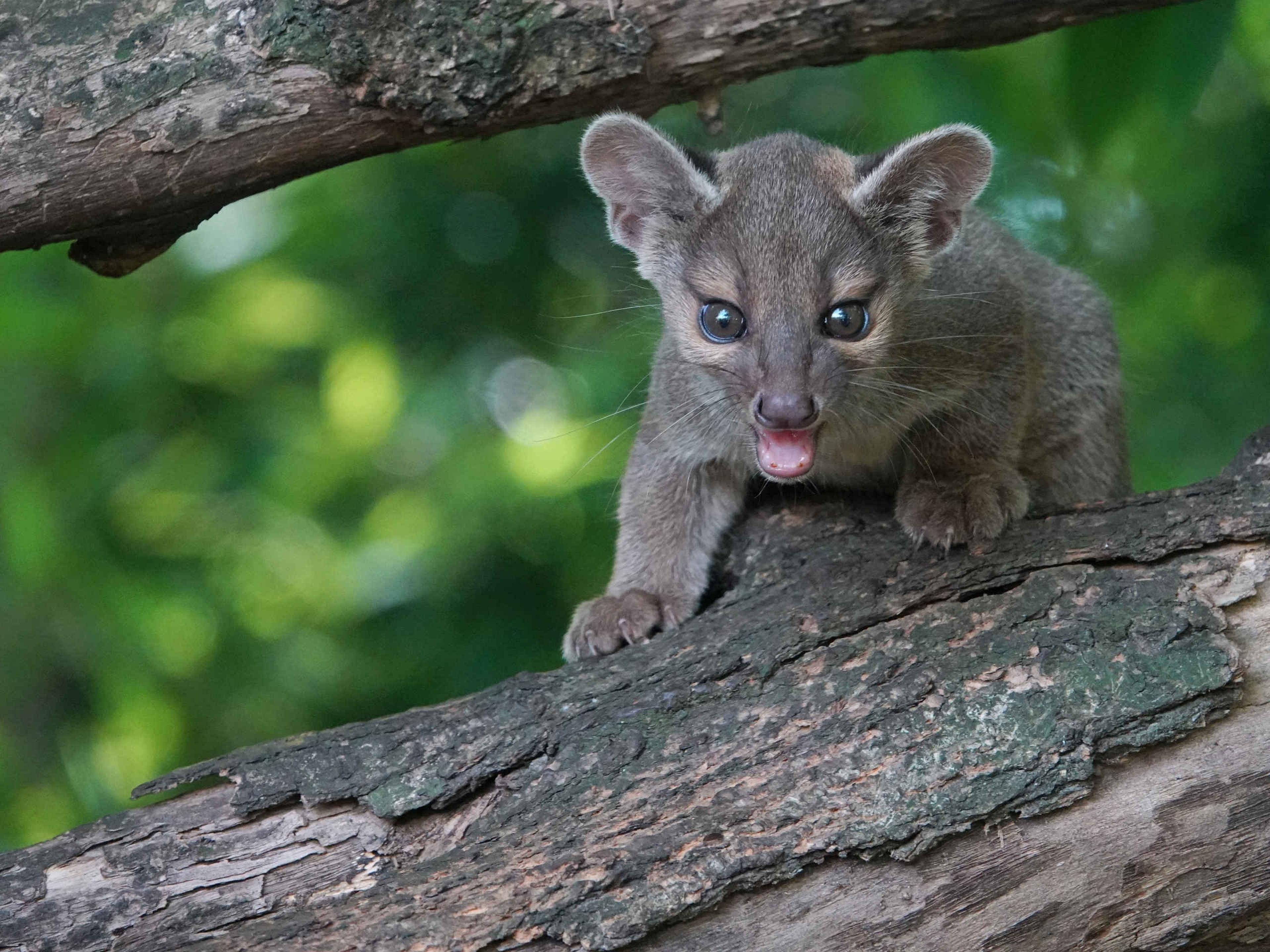 Een jonge fossa klimt in een boom bij ZooParc Overloon.