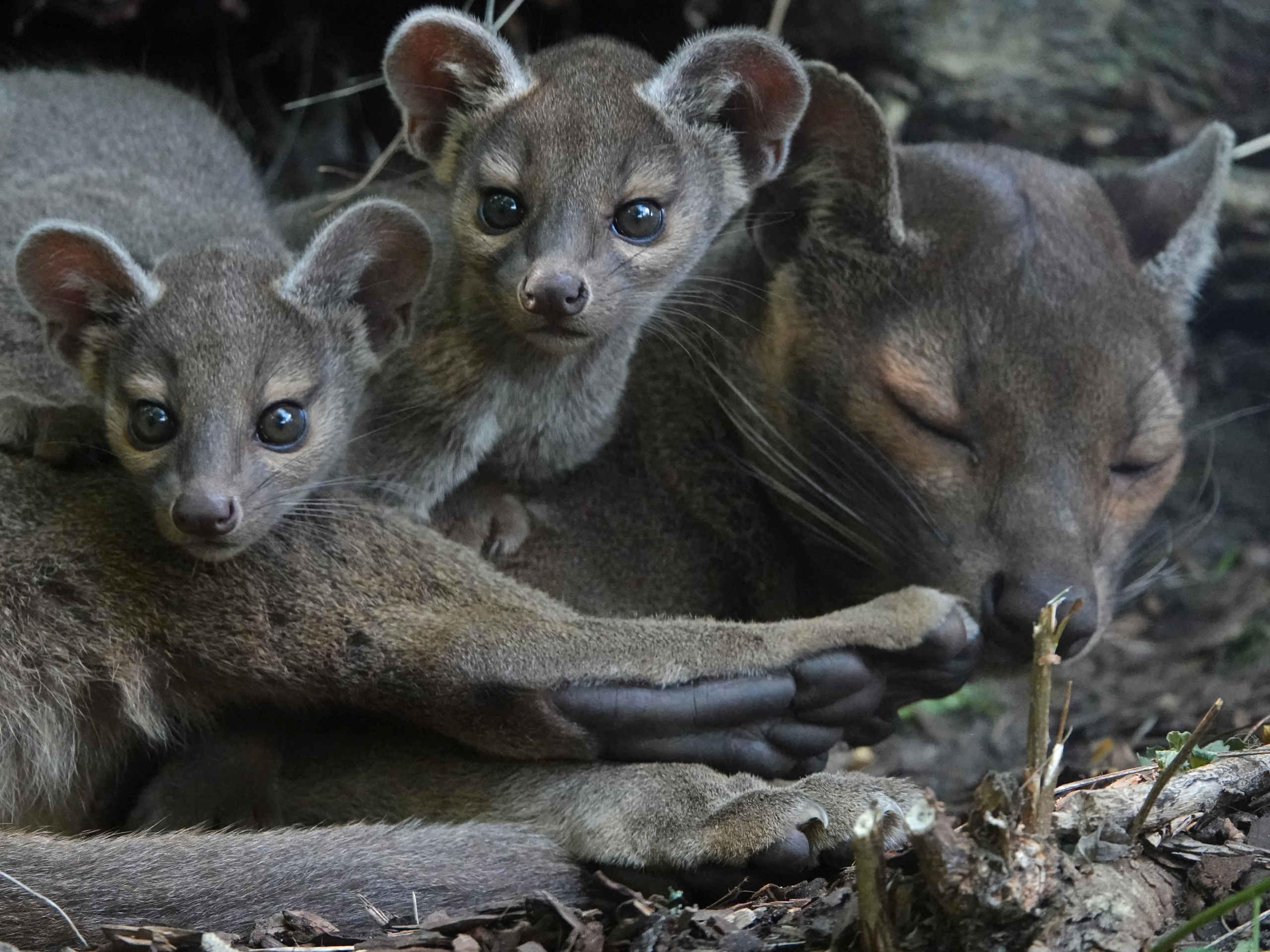 Twee jonge fossa's liggen bij hun slapende moeder op de grond bij ZooParc Overloon.