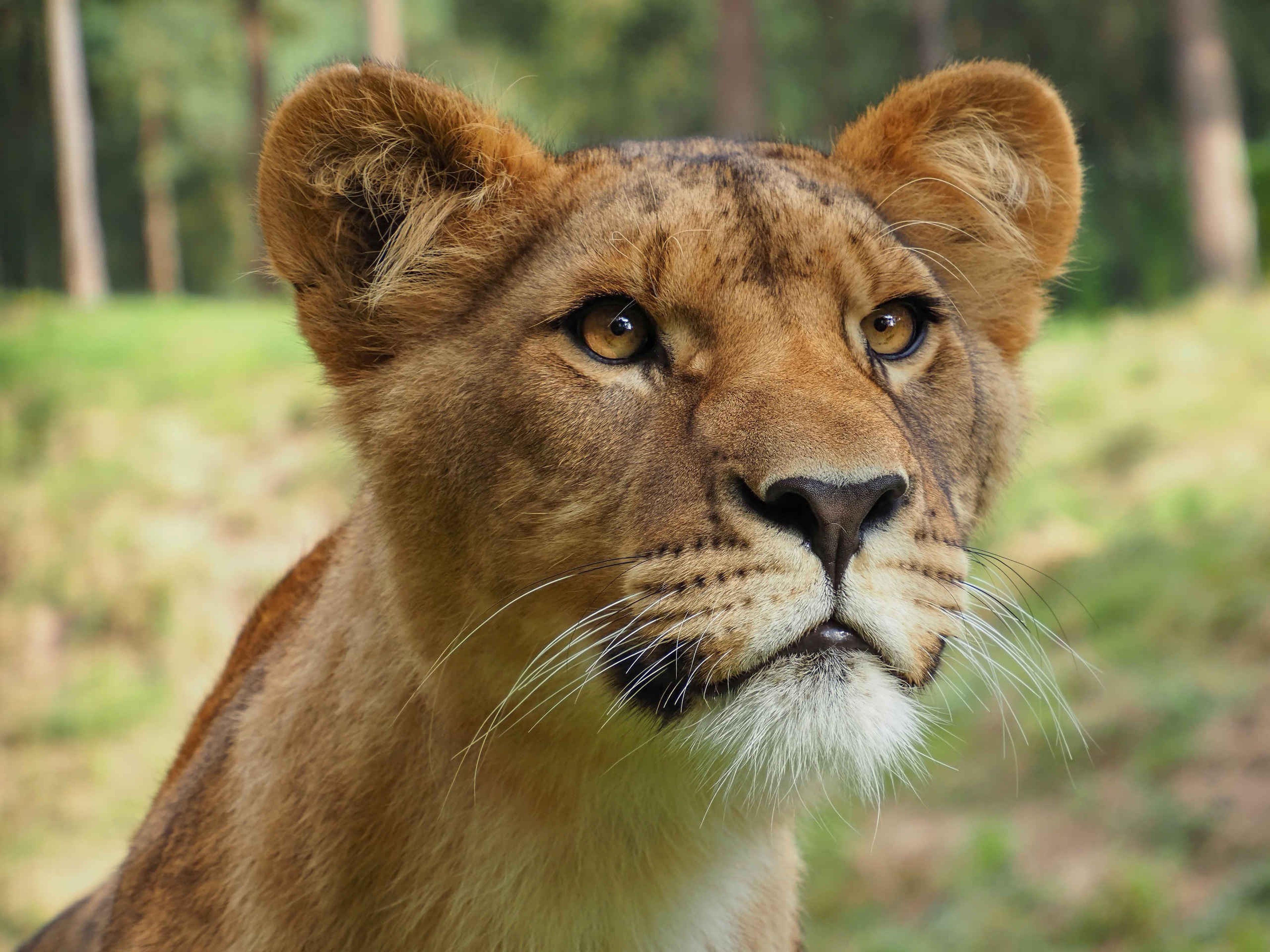 Een close-up van een Afrikaanse leeuw bij Safaripark Beekse Bergen.