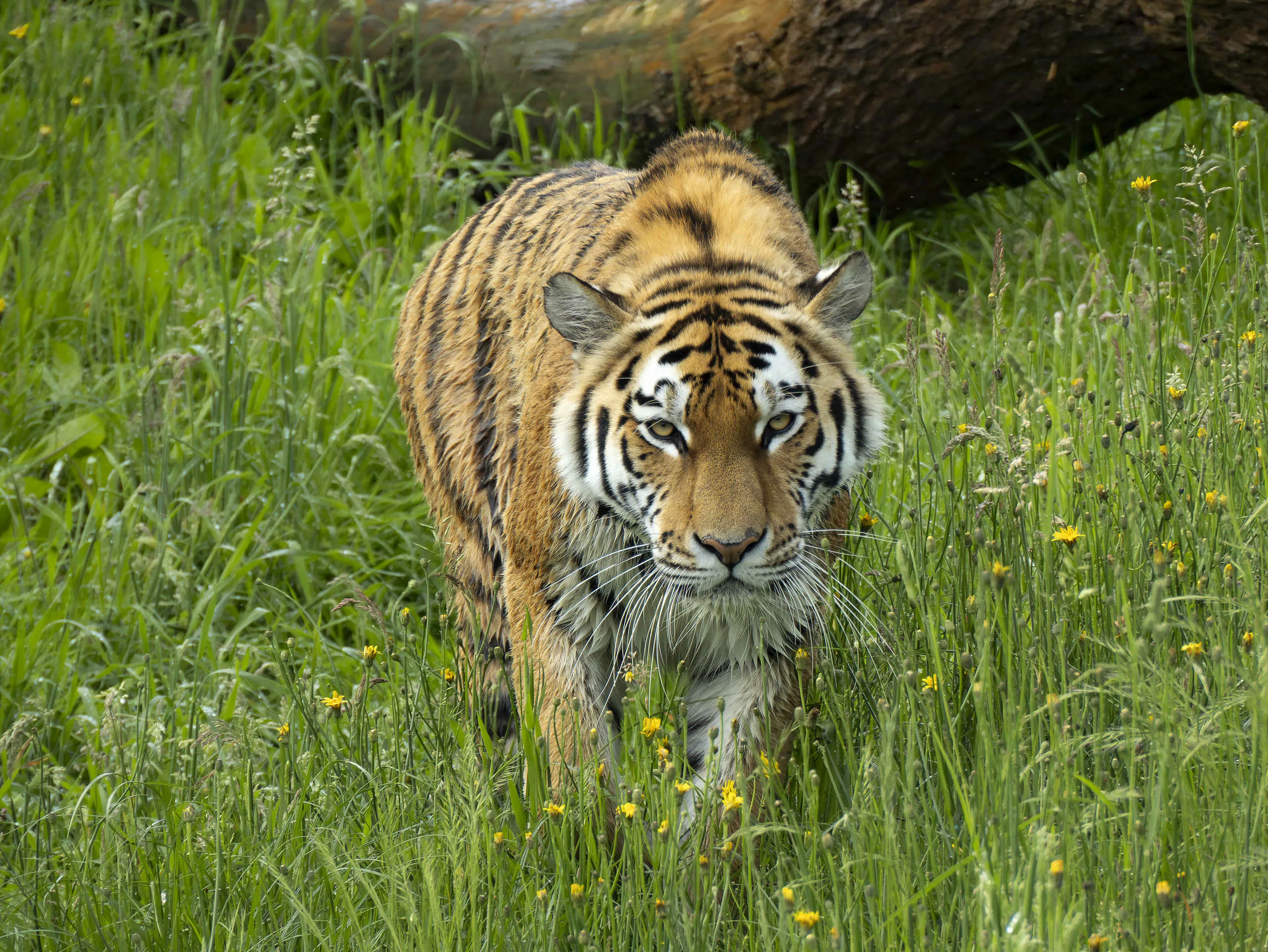 Een amoertijger is aan het sluipen in het gras in safaripark Beekse Bergen.