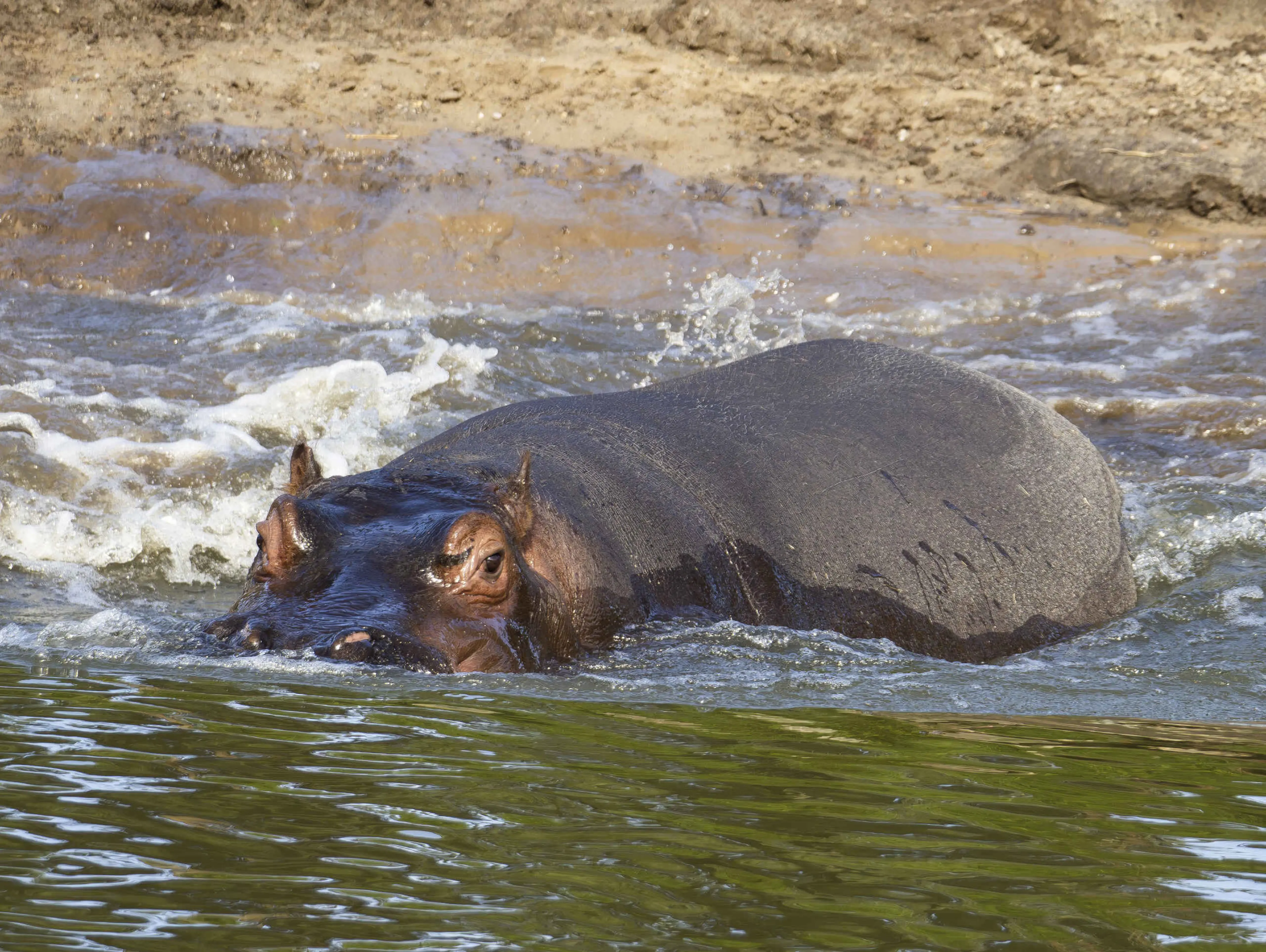 Zwemmen nijlpaard in water duiken Safaripark Beekse Bergen