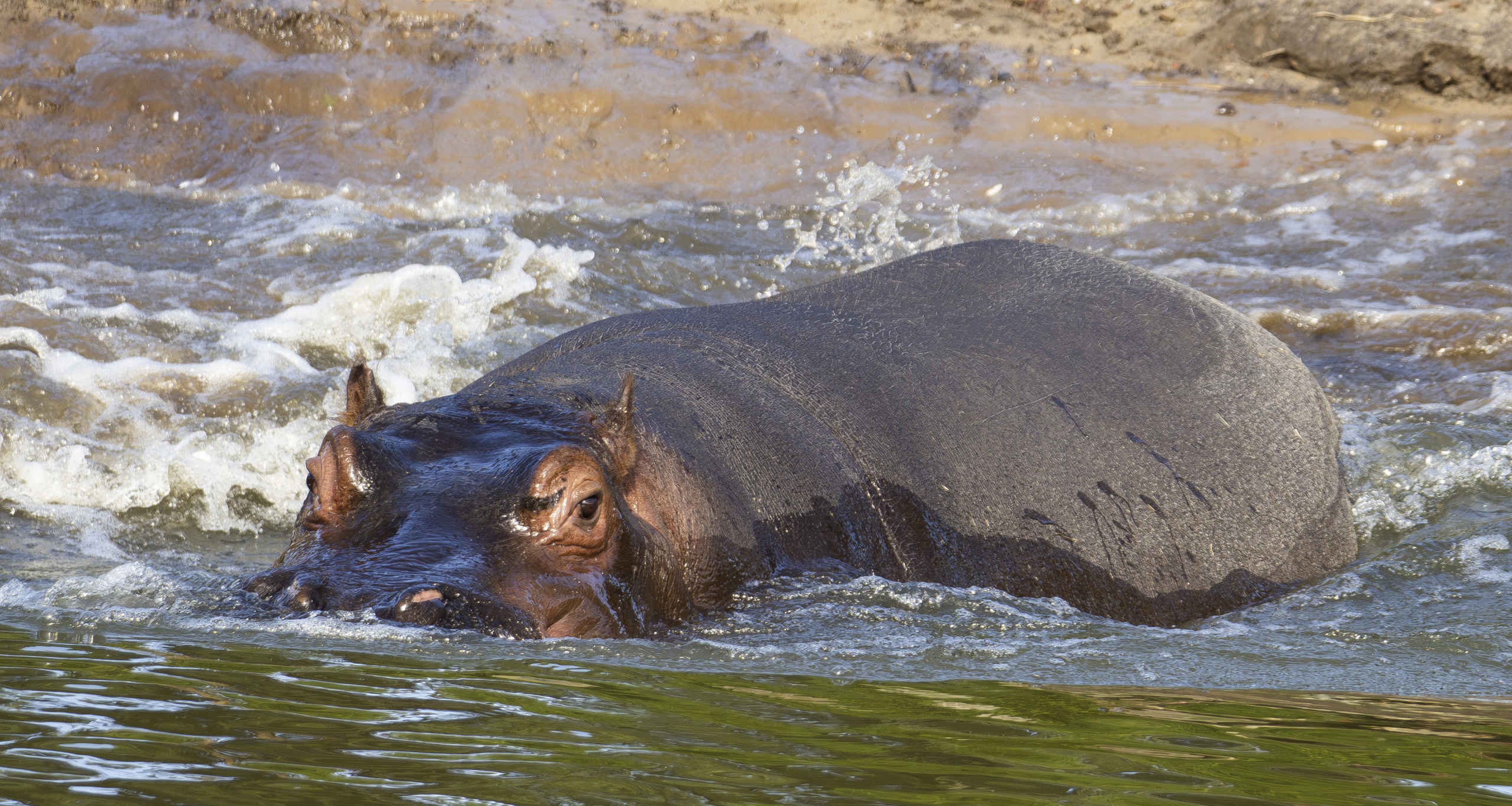 Zwemmen nijlpaard in water duiken Safaripark Beekse Bergen