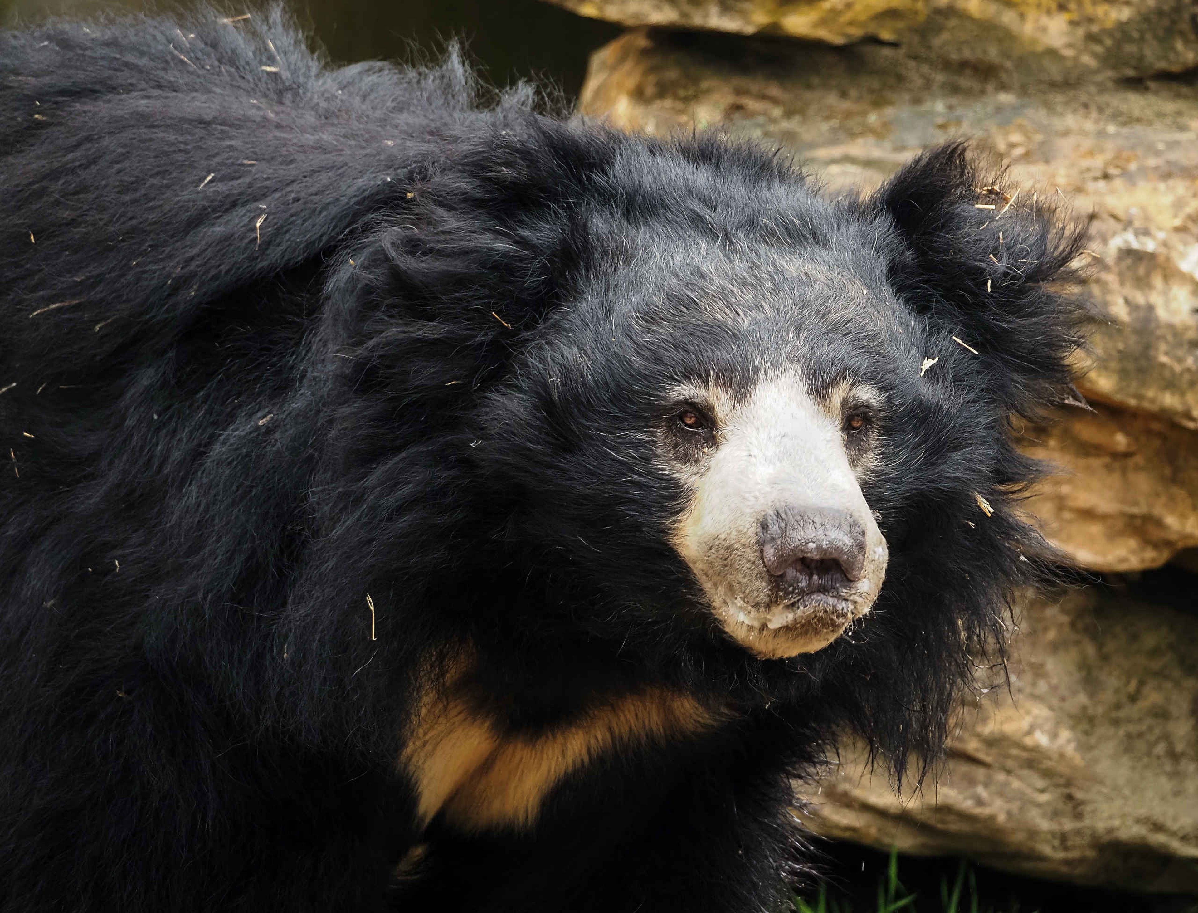Lippenbeer close-up Safaripark Beekse Bergen