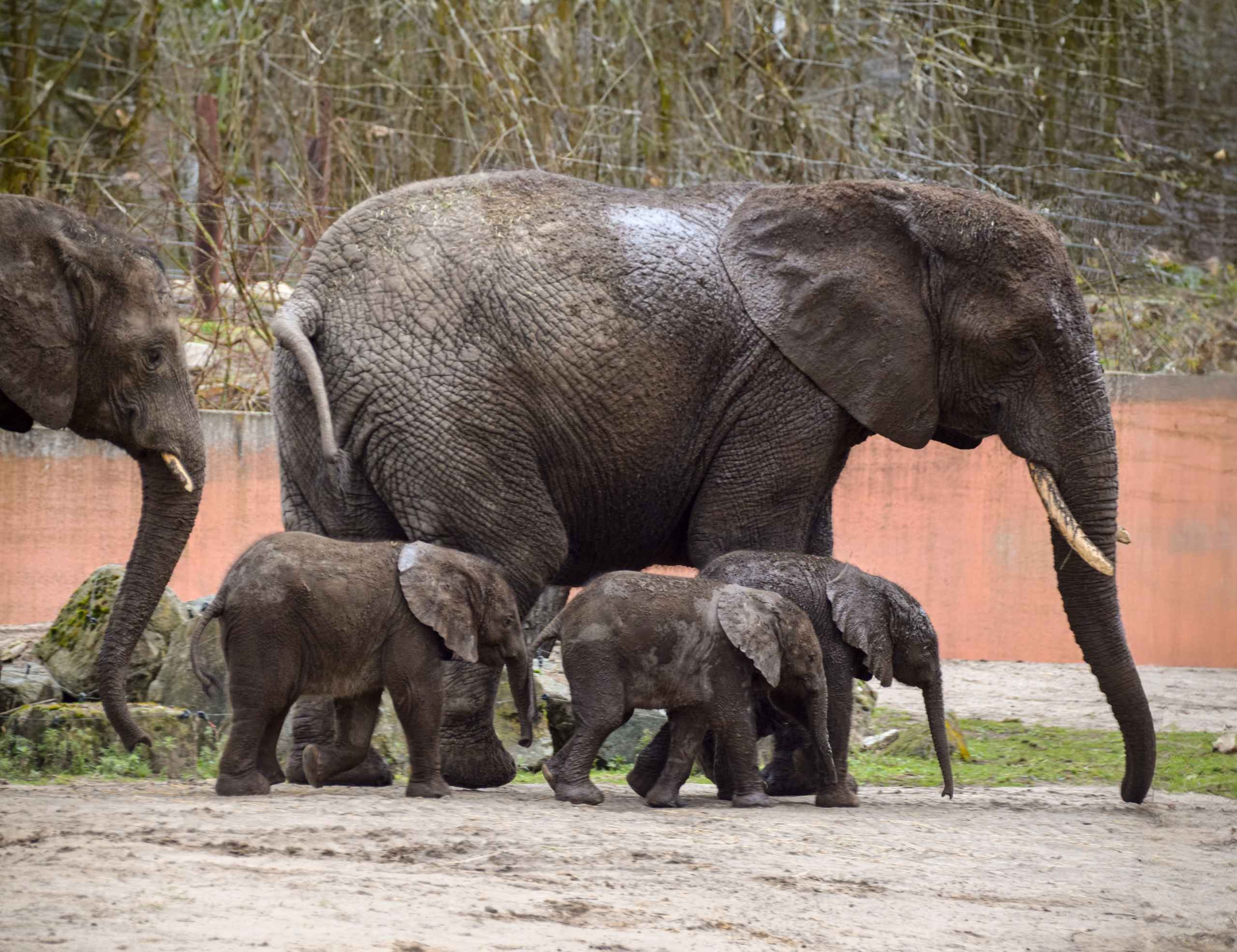 Olifanten in het buitenverblijf met de jongen olifantenkalfjes in Safaripark Beekse Bergen