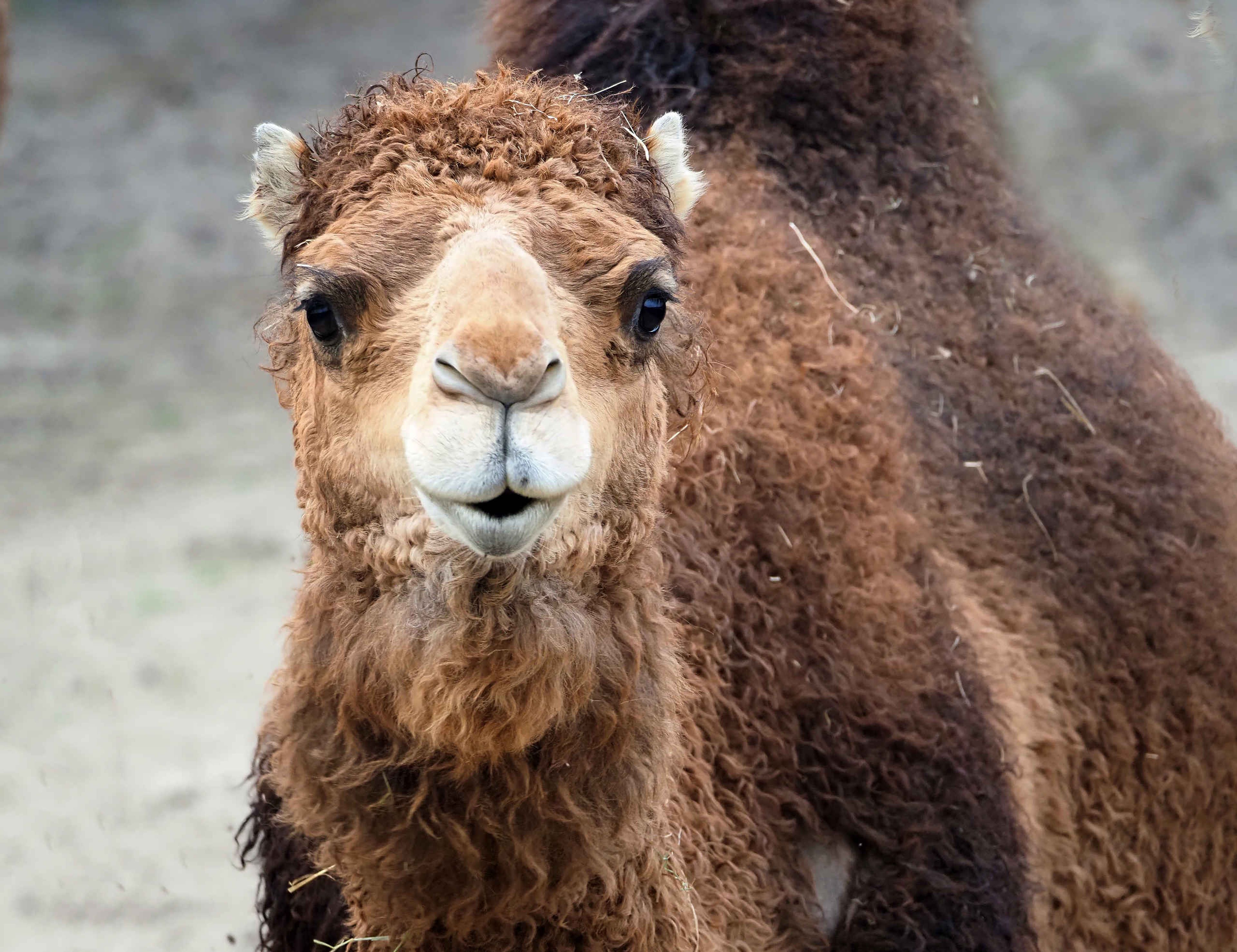 Dromedaris van de voorkant een close-up in Safaripark Beekse Bergen