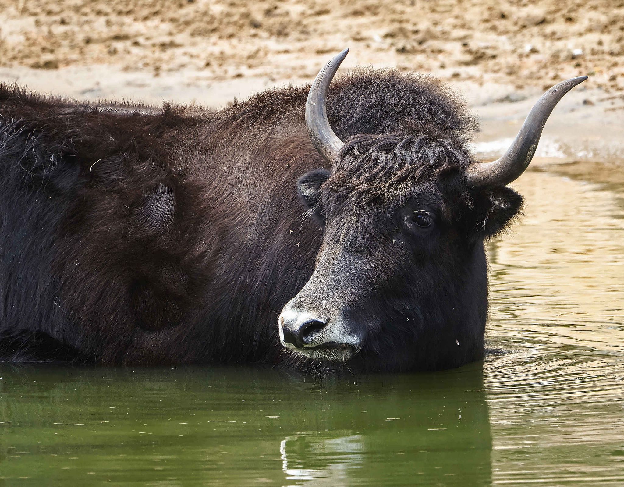 Jak kijkt om in het water in Safaripark Beekse Bergen
