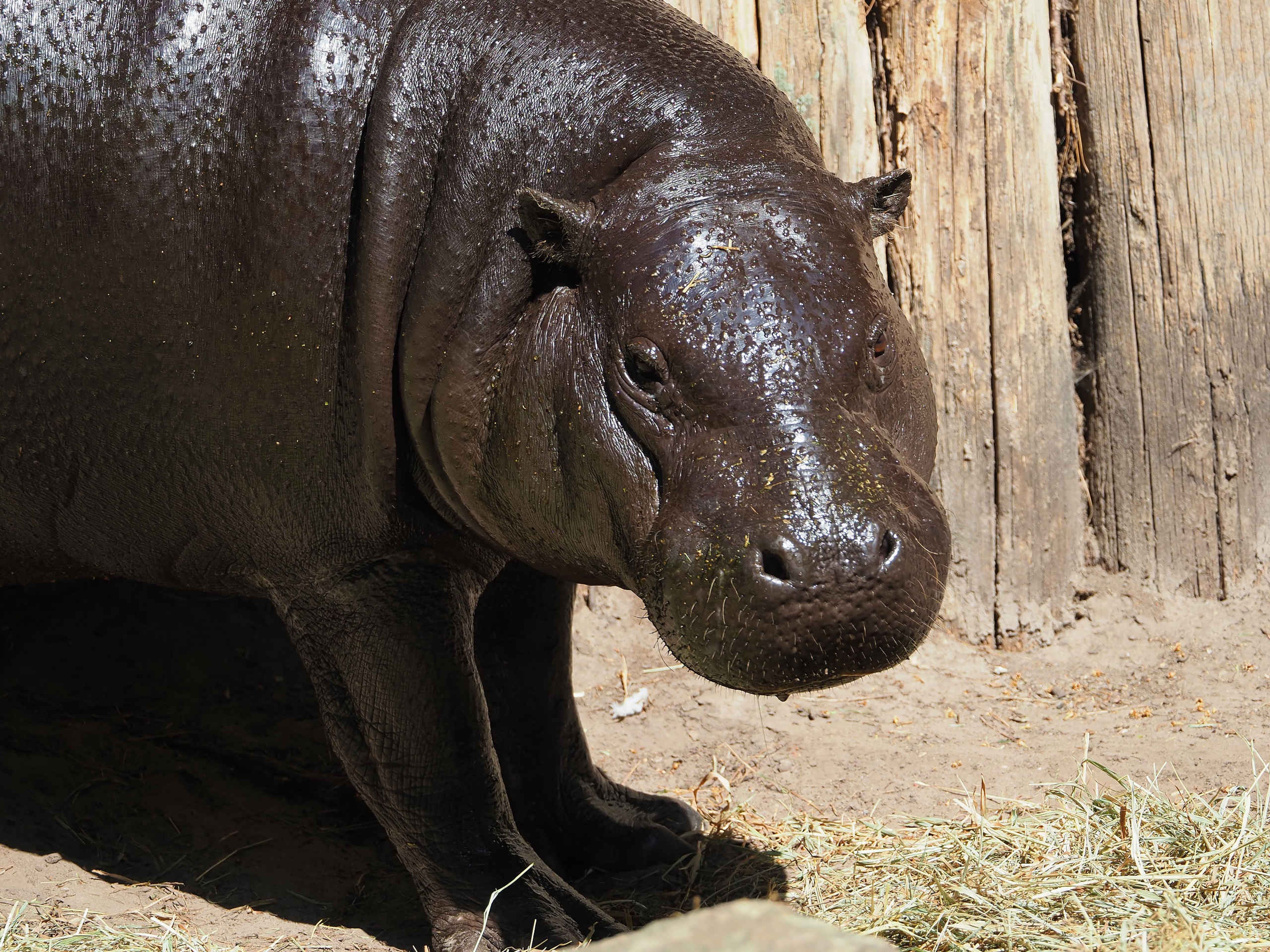 Dwergnijlpaarden close-up buiten ZooParc Overloon