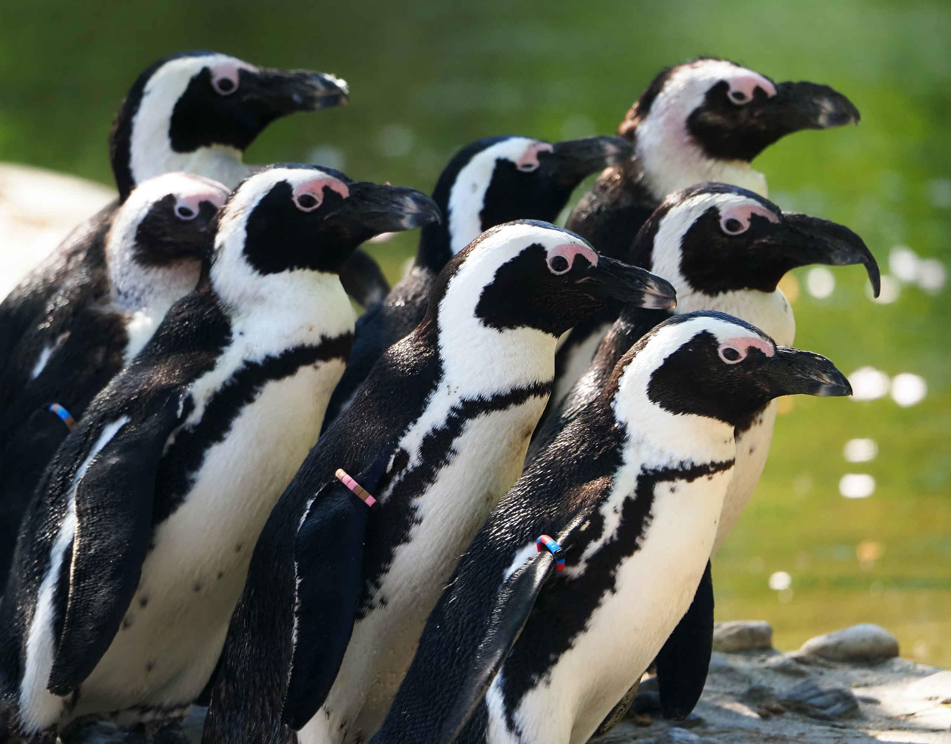 Een groep pinguïns die allemaal naar rechts kijken in ZooParc Overloon