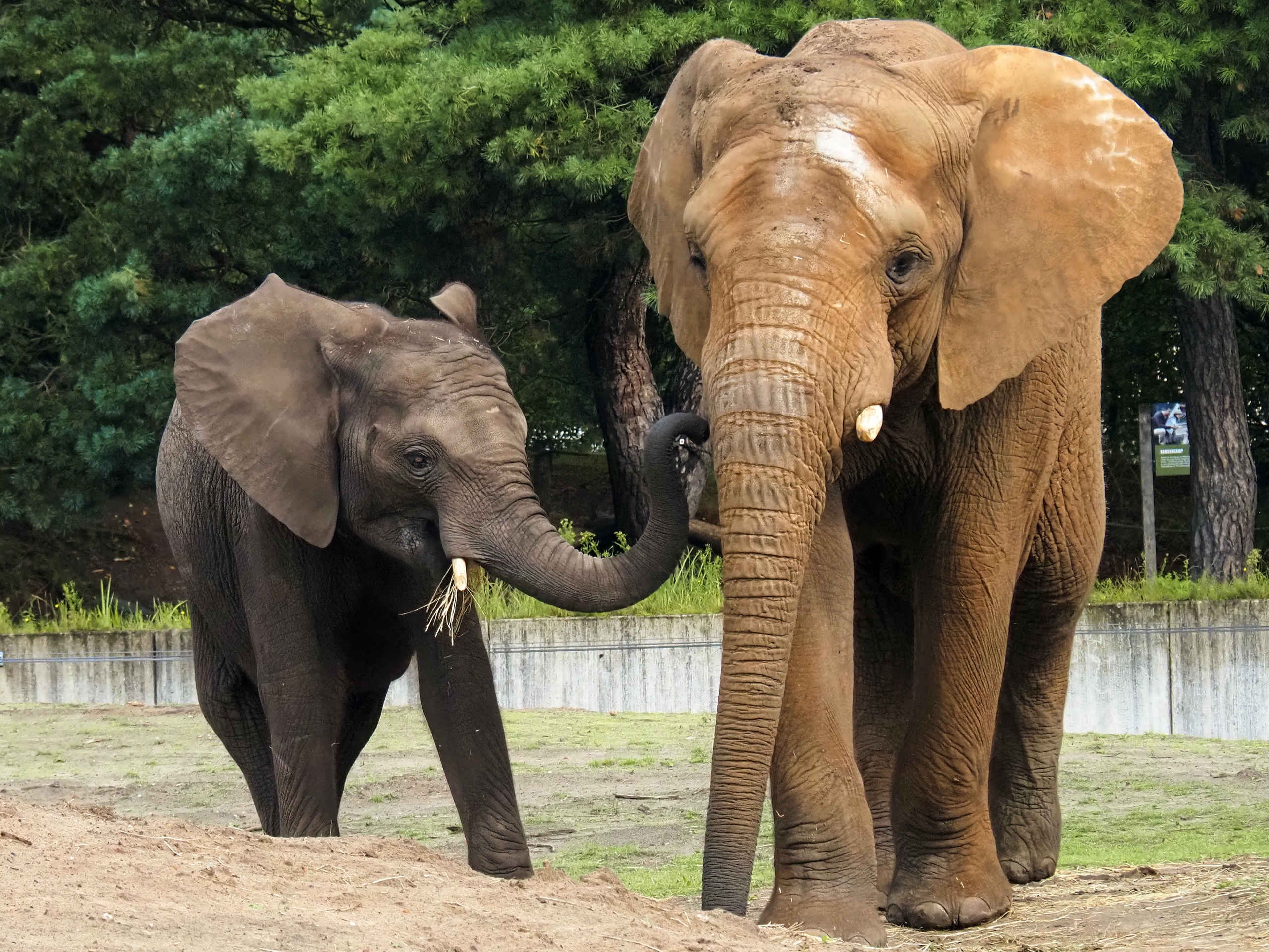 Close-up van twee olifanten in Safaripark Beekse Bergen