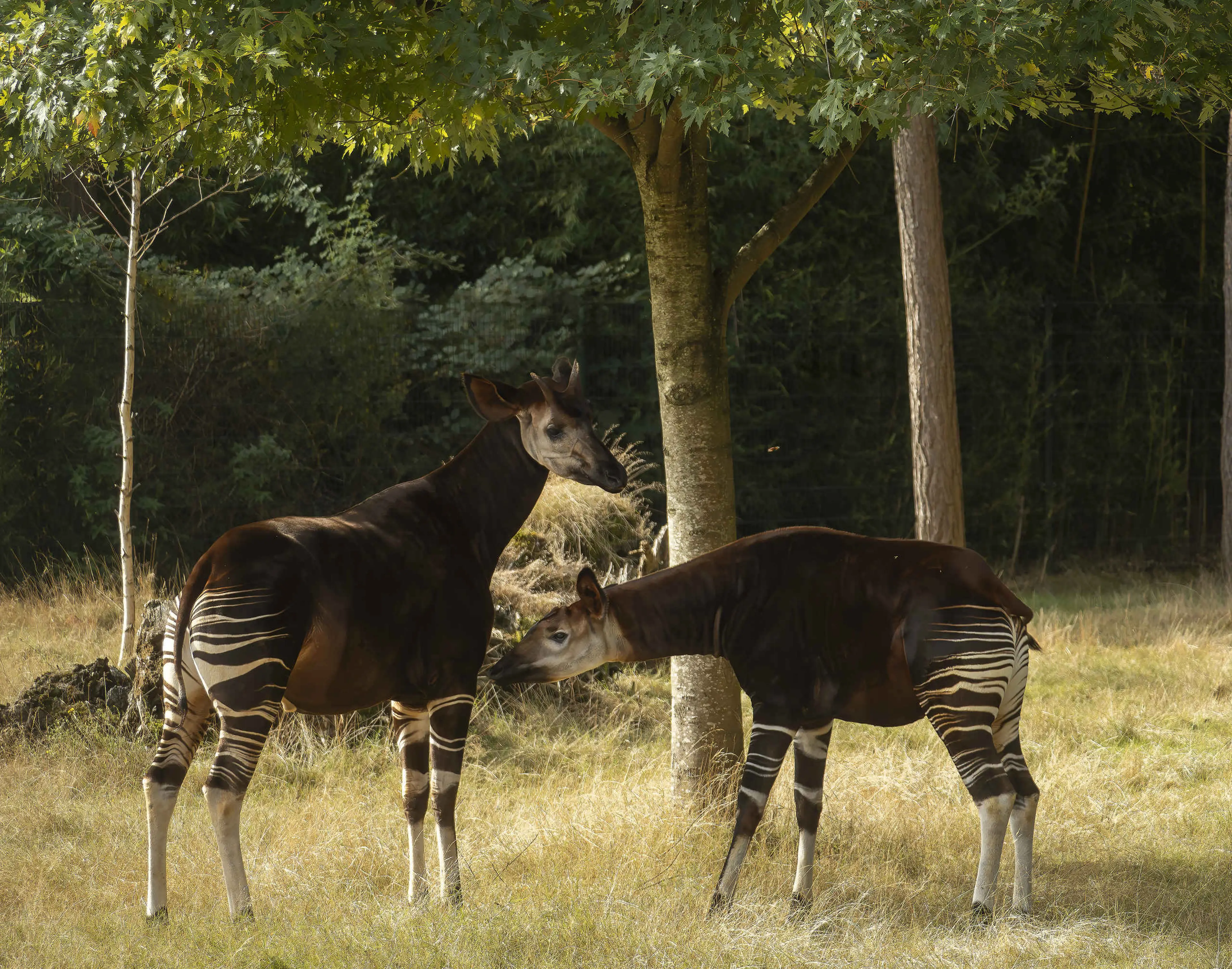 Dieren okapi Safaripark Beekse Bergen