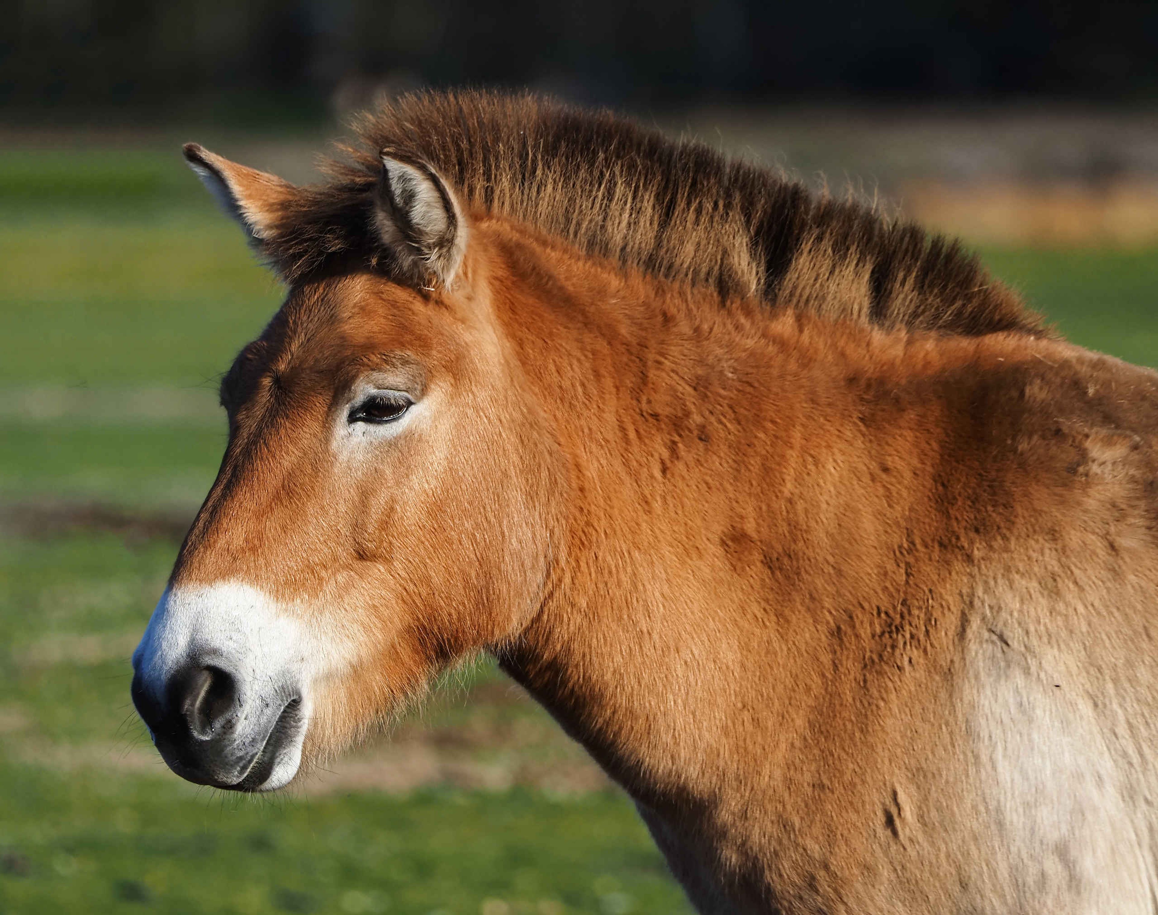 Przewalskipaard close-up vanaf de zijkant in Safaripark Beekse Bergen