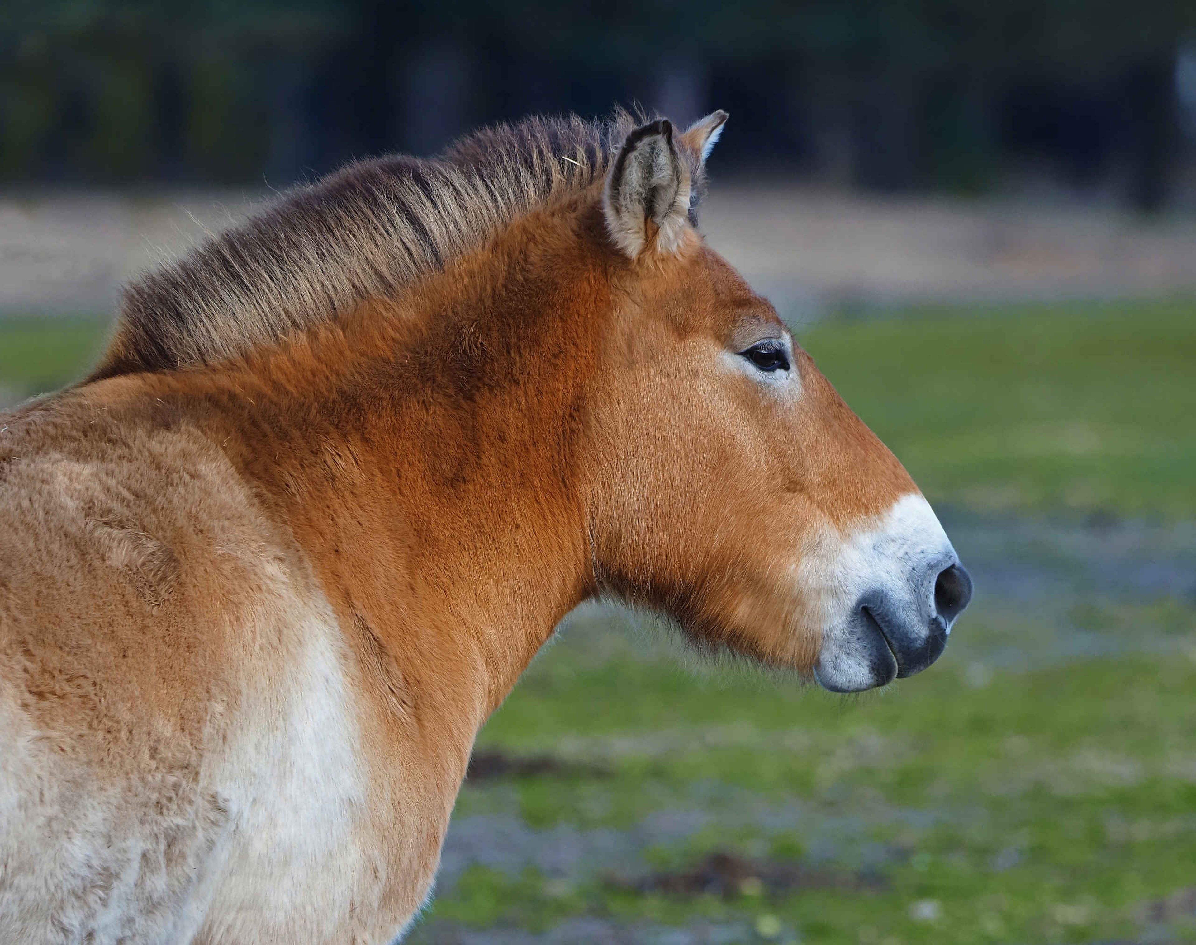 Przewalskipaard van de zijkant close-up in Safaripark Beekse Bergen