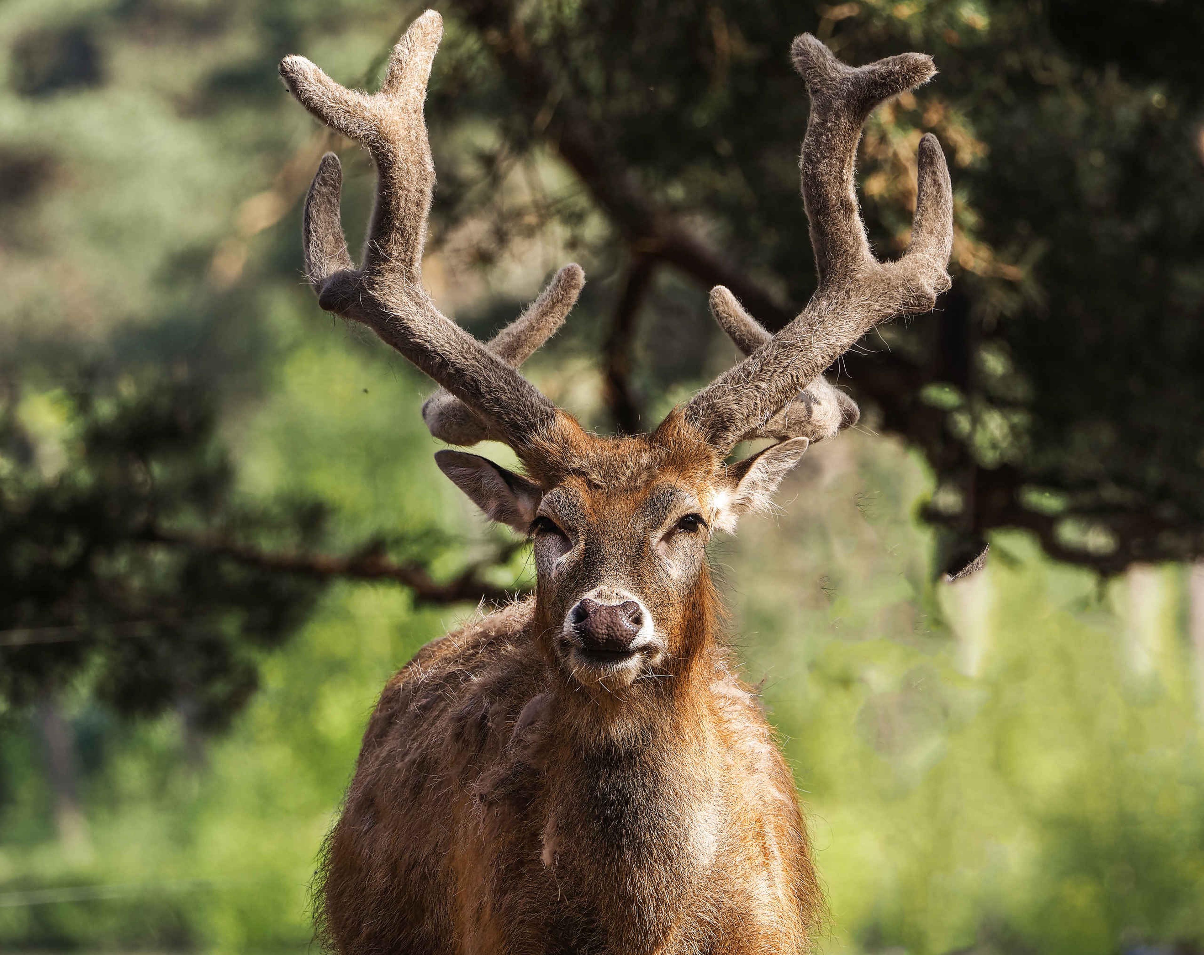 Pater Davidshert close-up van het gewei AquaZoo Leeuwarden