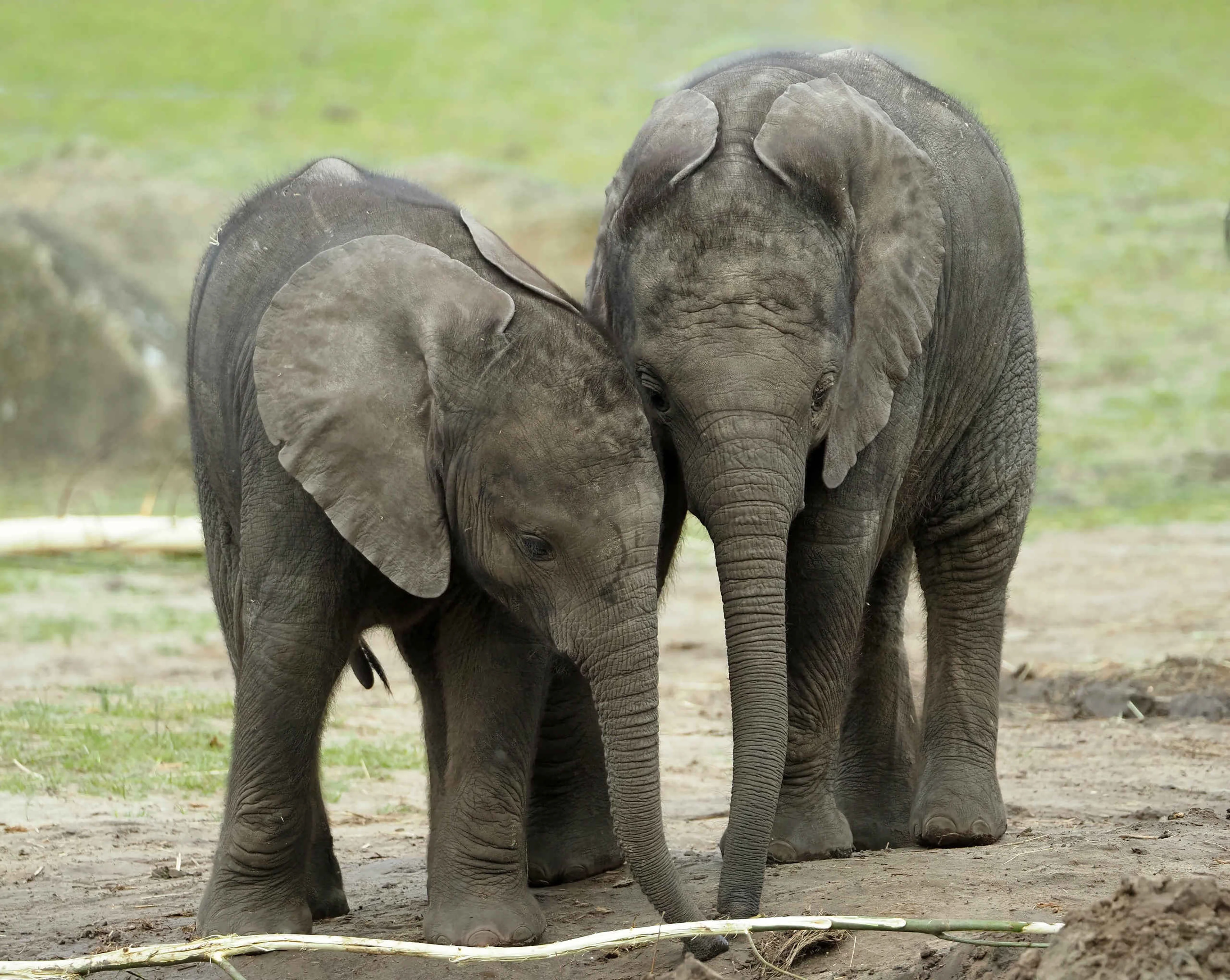 Twee jonge olifanten in buitenverblijf in Safaripark Beekse Bergen