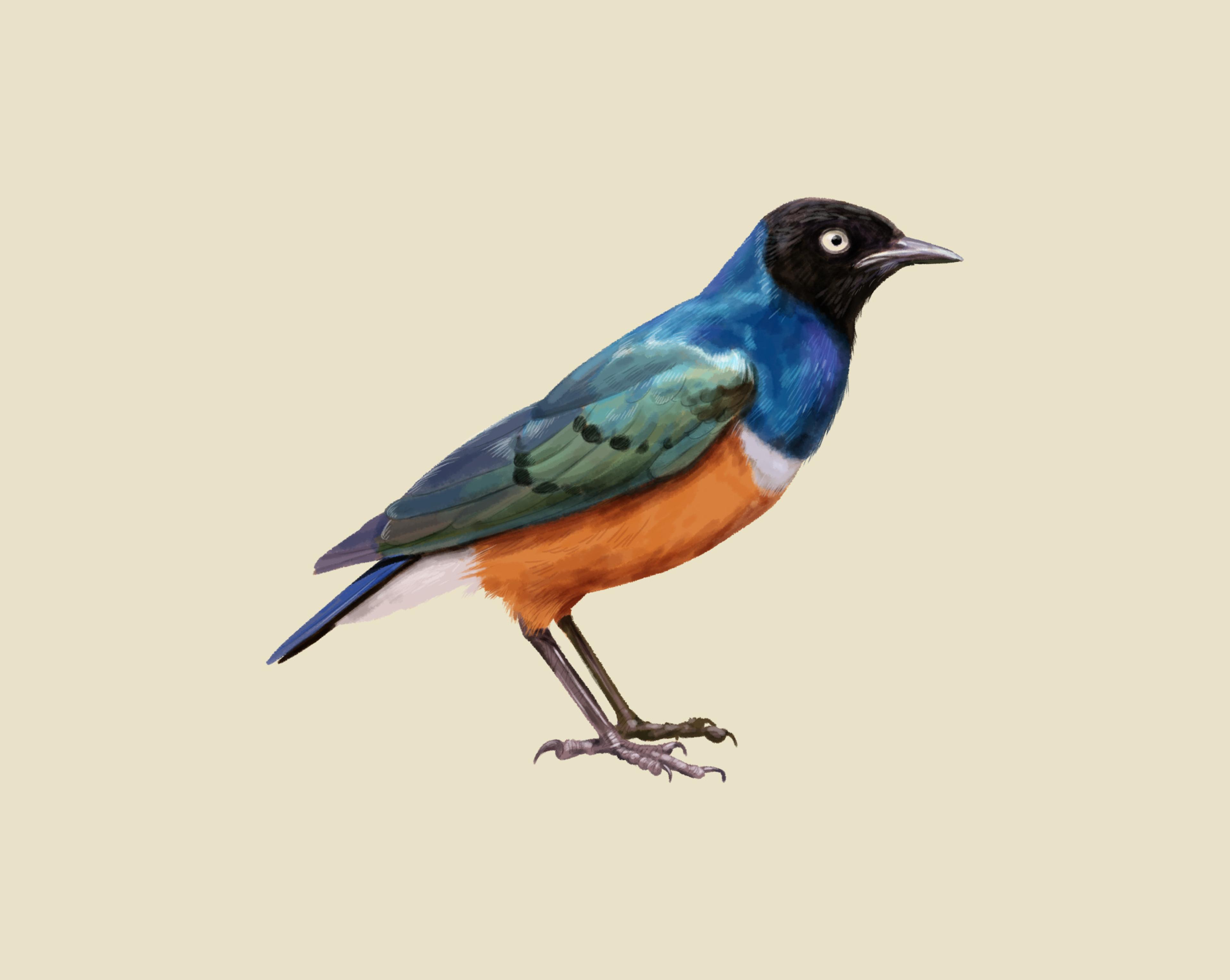 Driekleurige glansspreeuw lamprotornis superbus Safaripark Beekse Bergen