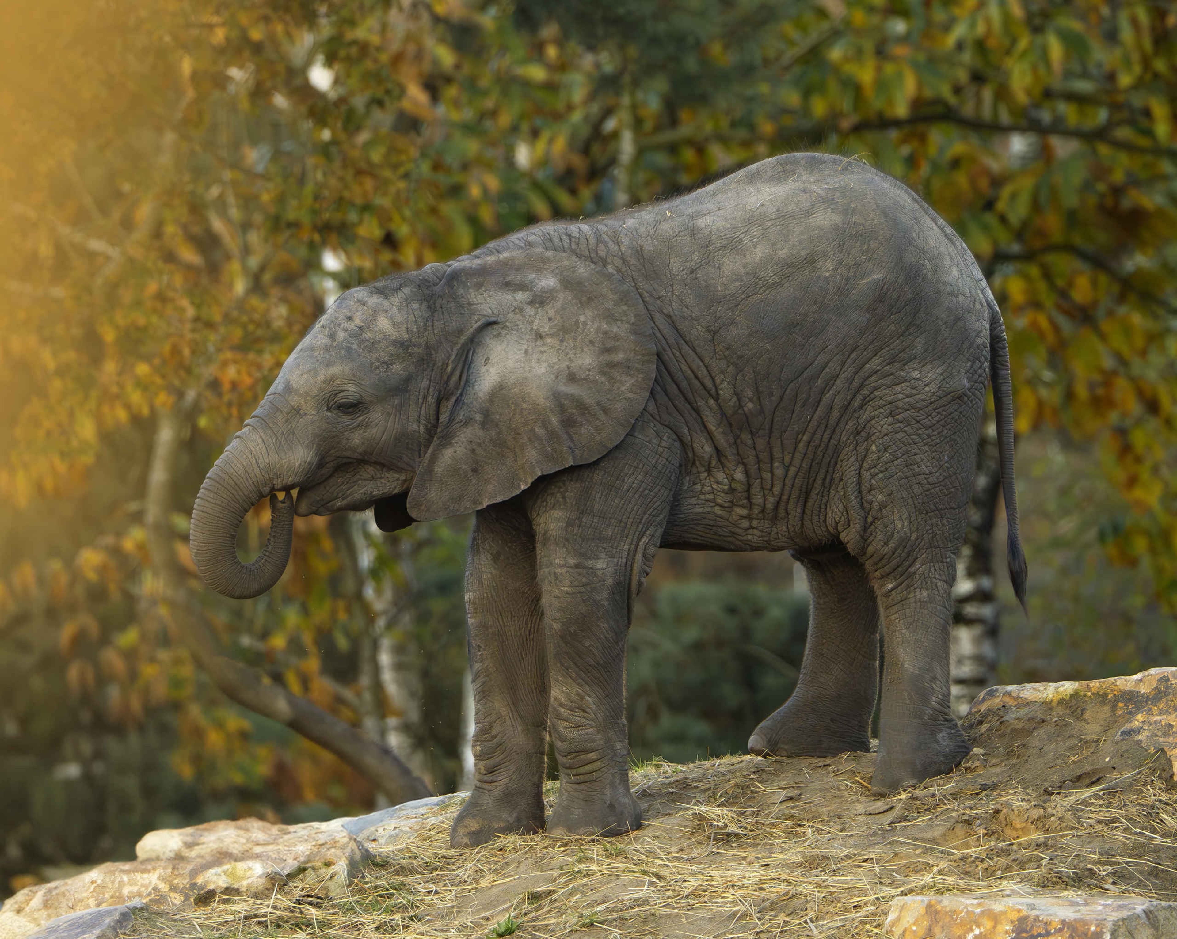 Herfst een olifant buiten Safaripark Beekse Bergen