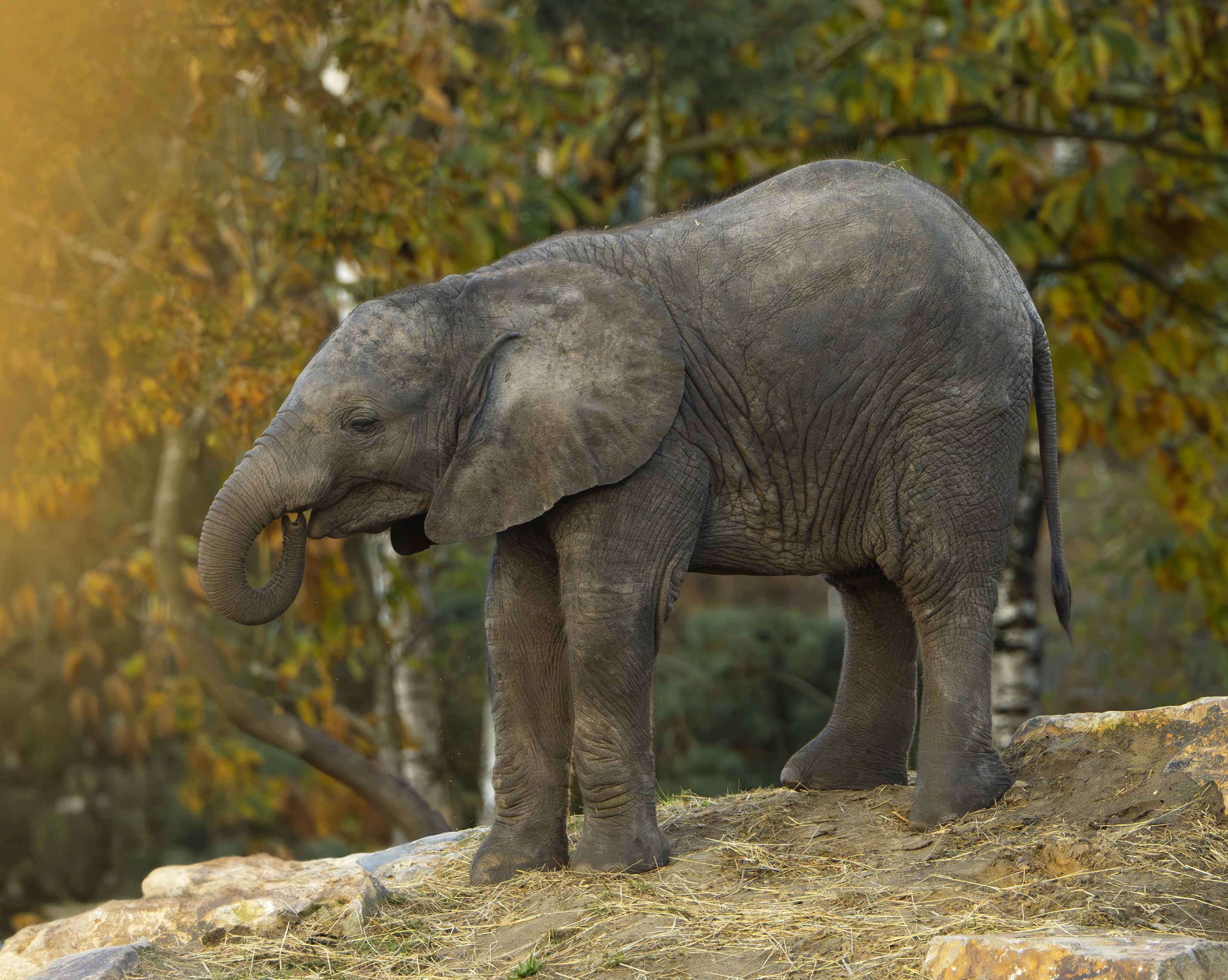 Herfst een olifant buiten Safaripark Beekse Bergen