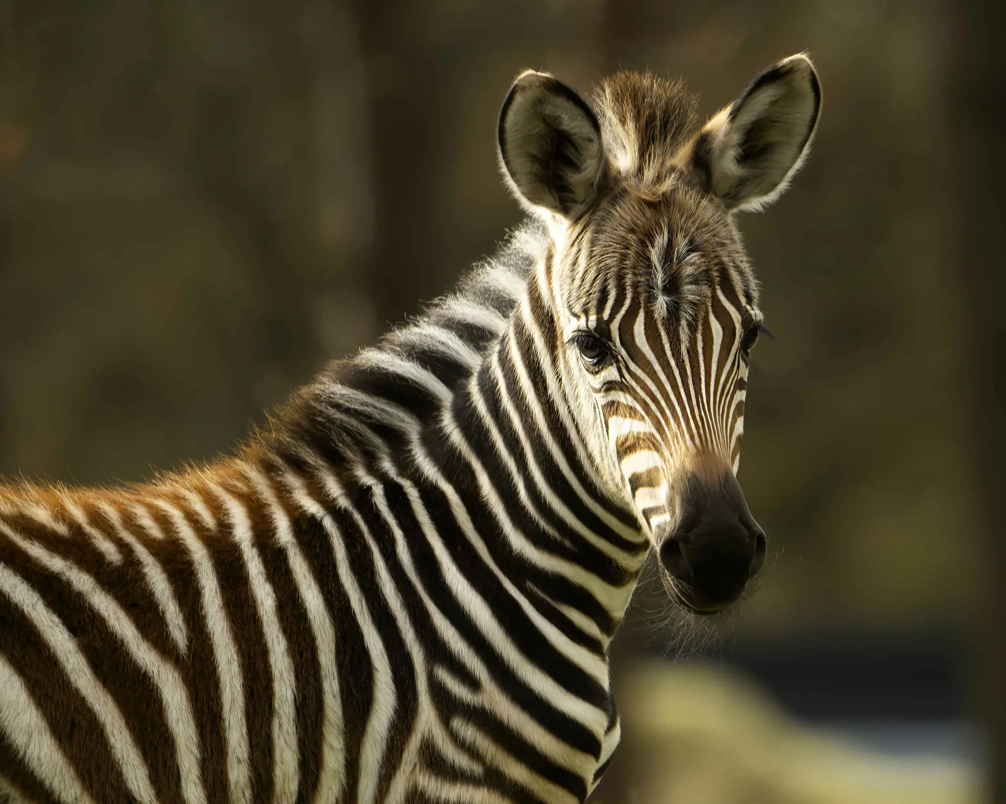 Jonge zebra close-up in Safaripark Beekse Bergen
