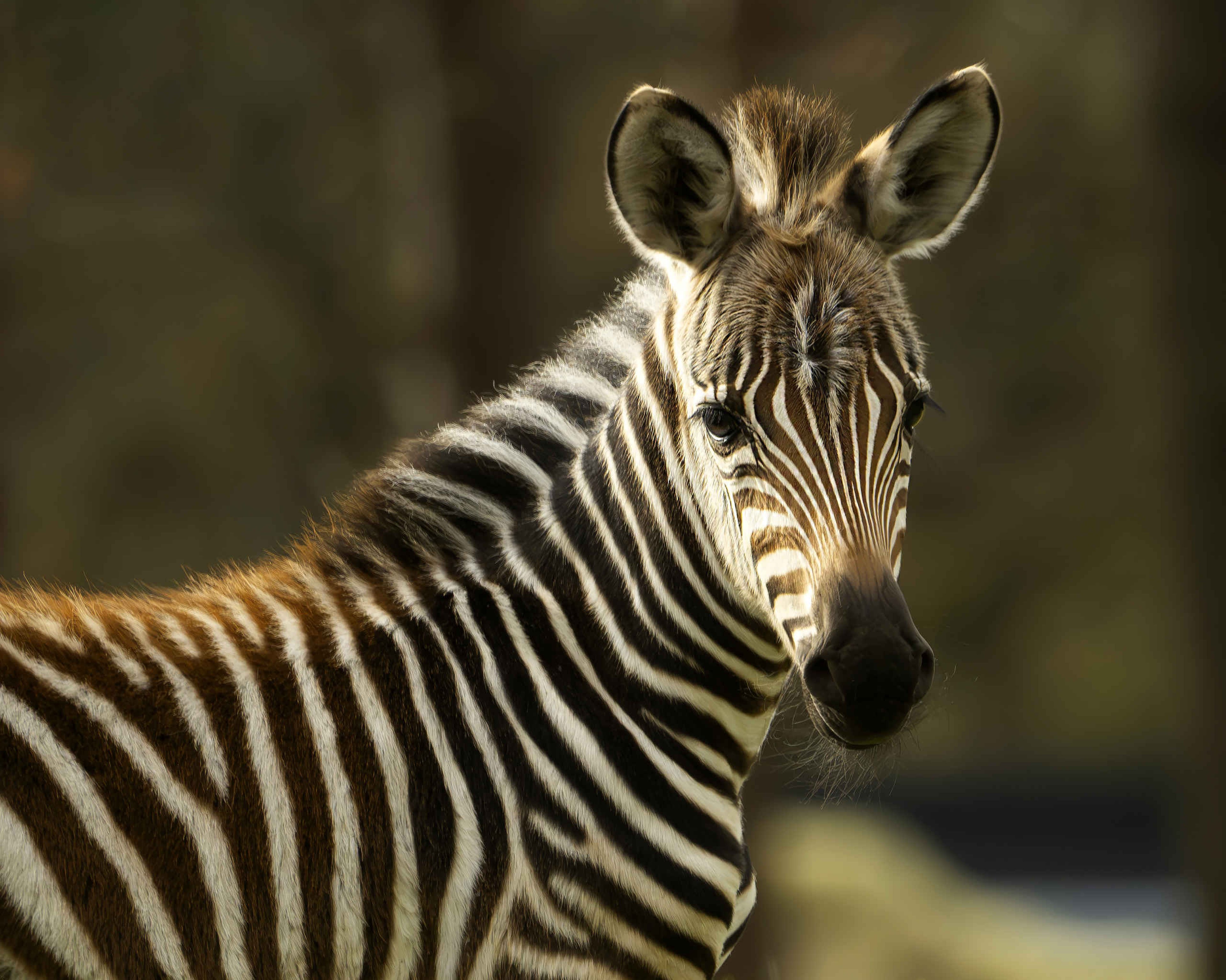 Jonge zebra close-up in Safaripark Beekse Bergen