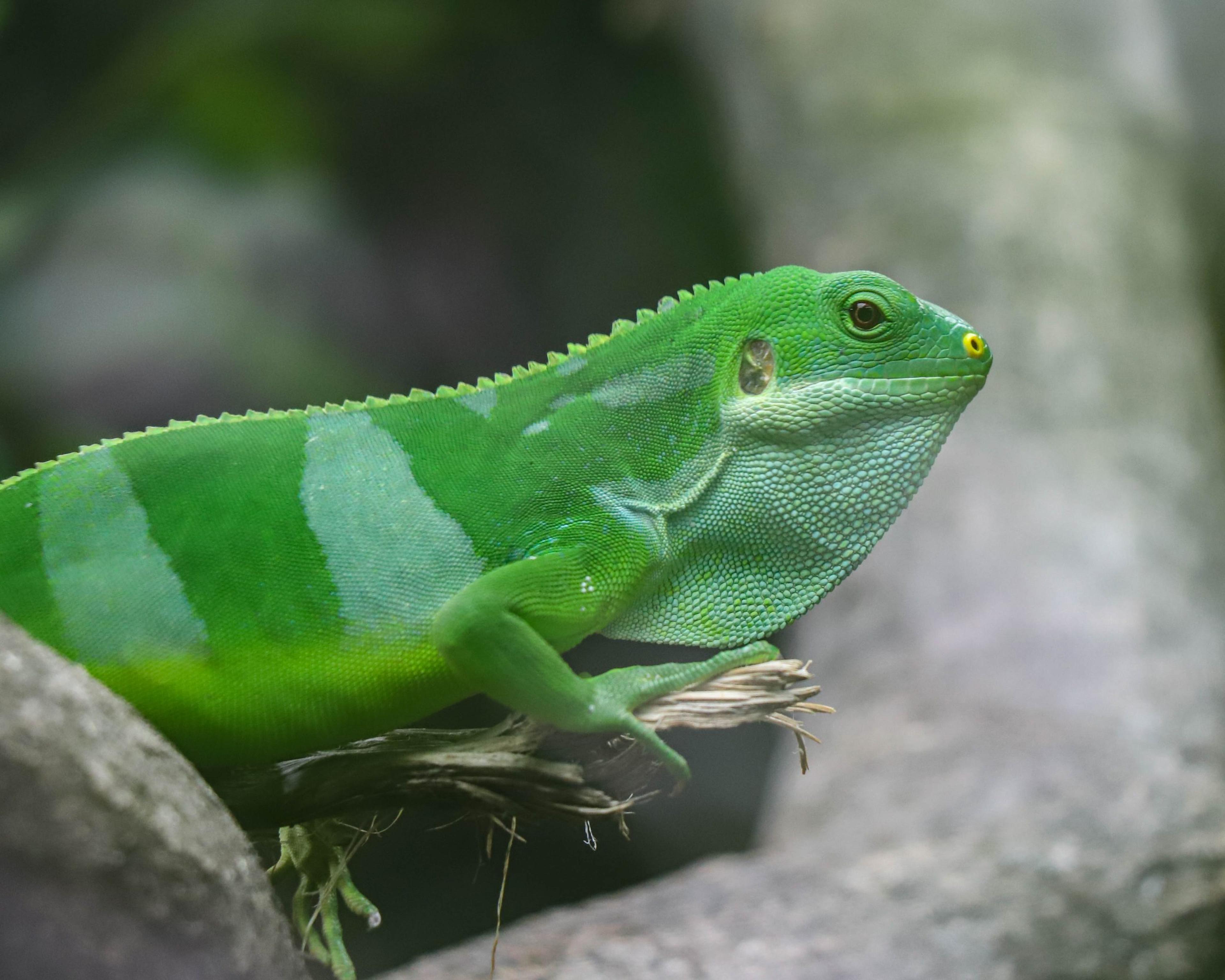Fijian banded iguana puffing out its neck and looking at the camera at Paignton Zoo in Devon, UK