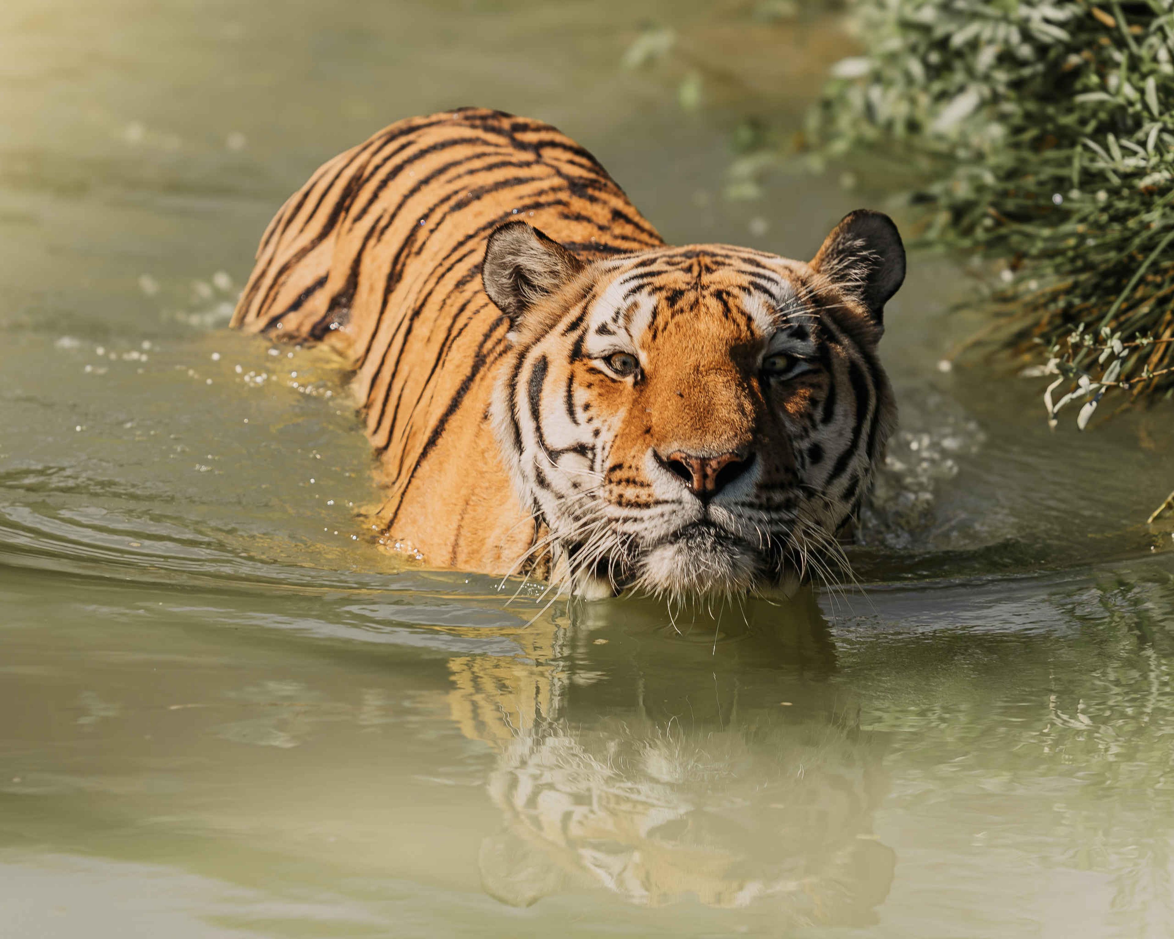 Een amoertijger zwemt in het water bij Eindhoven Zoo.