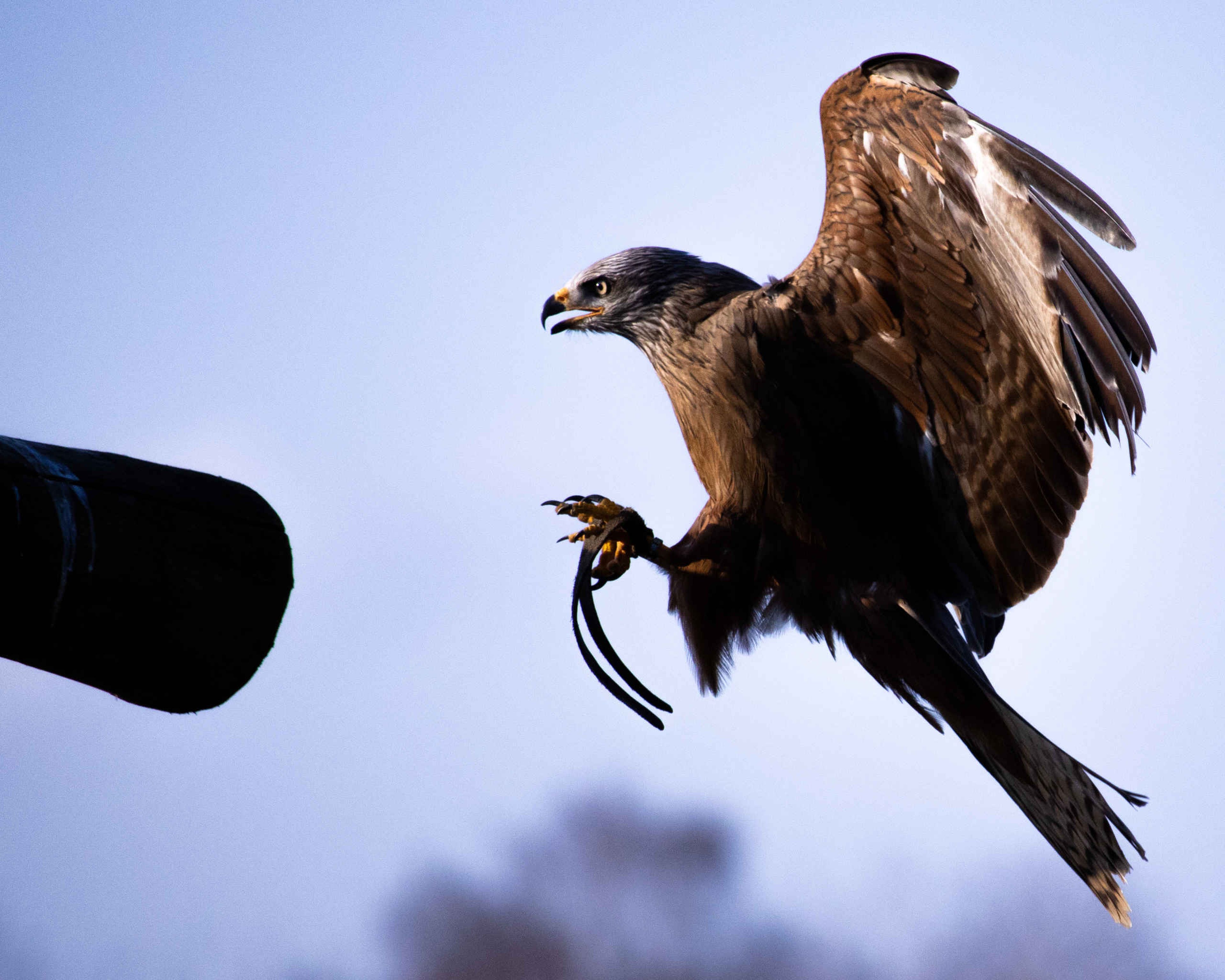 Roofvogelsafari Zwarte wauw landing Safaripark Beekse Bergen