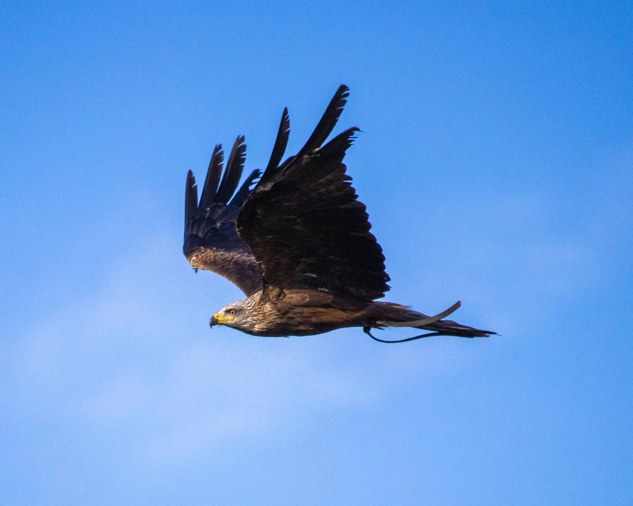 Een zwarte wouw vliegt in de lucht bij Eindhoven Zoo.