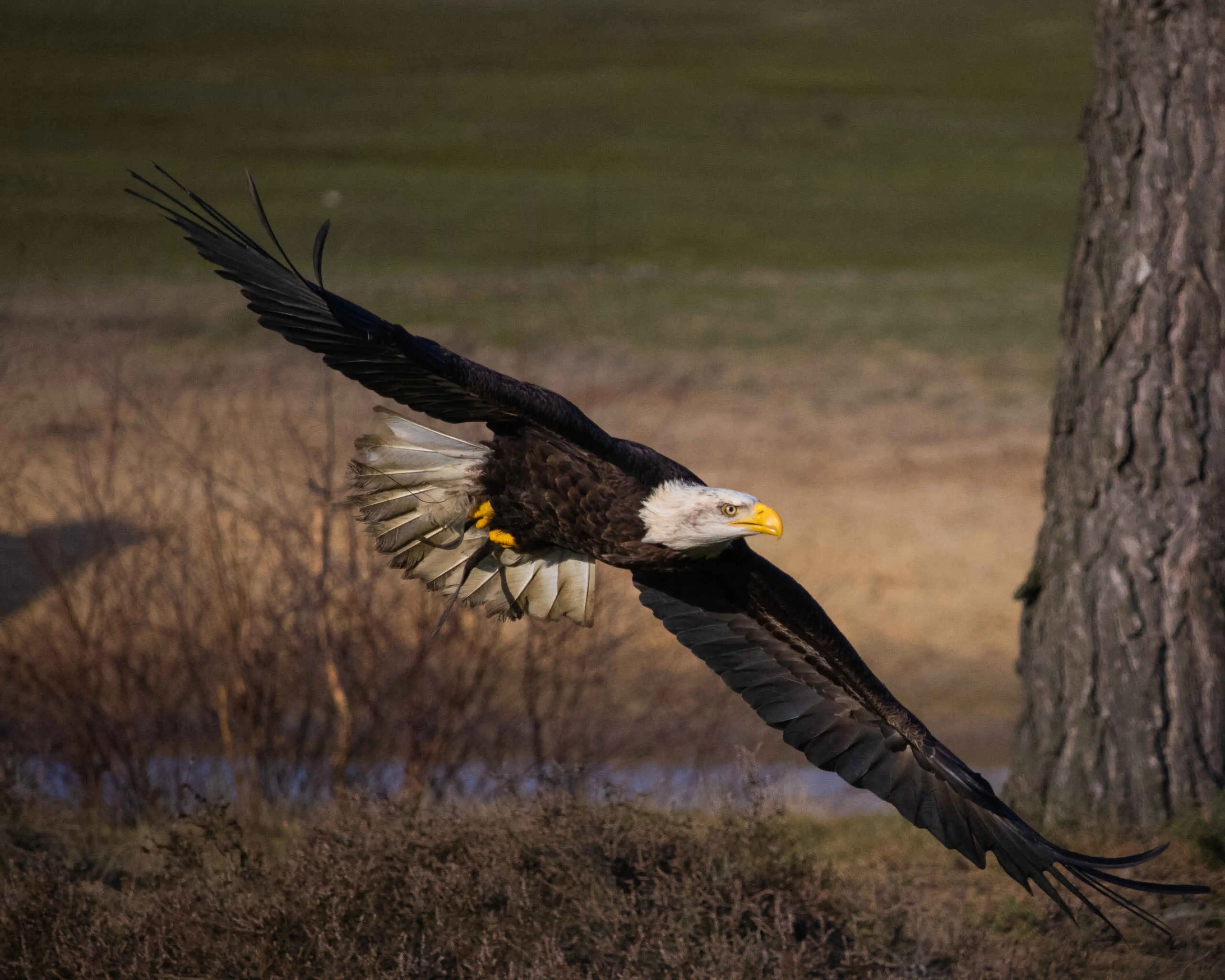 Roofvogelsafari Amerikaanse Zeearend vliegt vleugels wijd Safaripark Beekse Bergen
