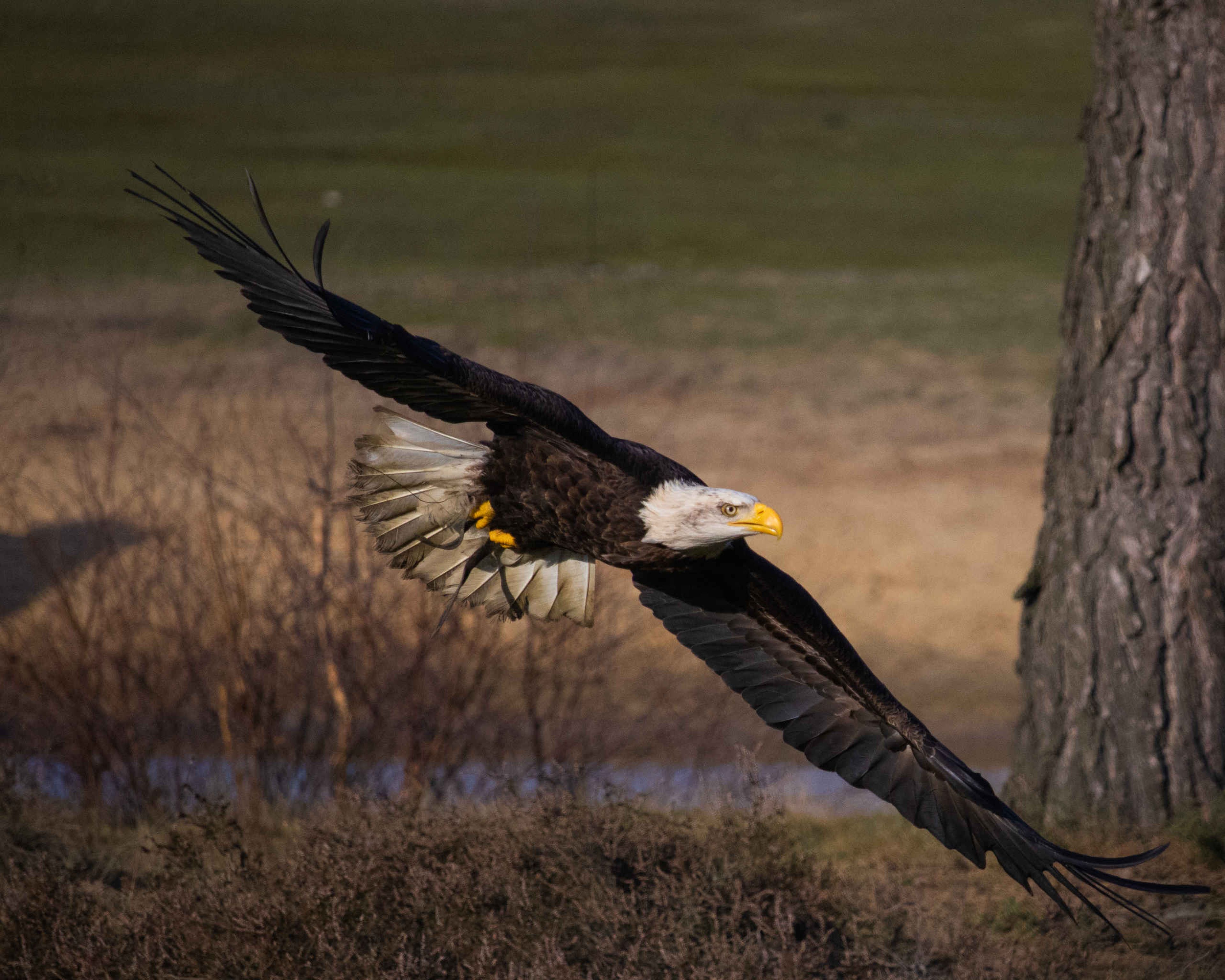 Roofvogelsafari Amerikaanse Zeearend vliegt vleugels wijd Safaripark Beekse Bergen