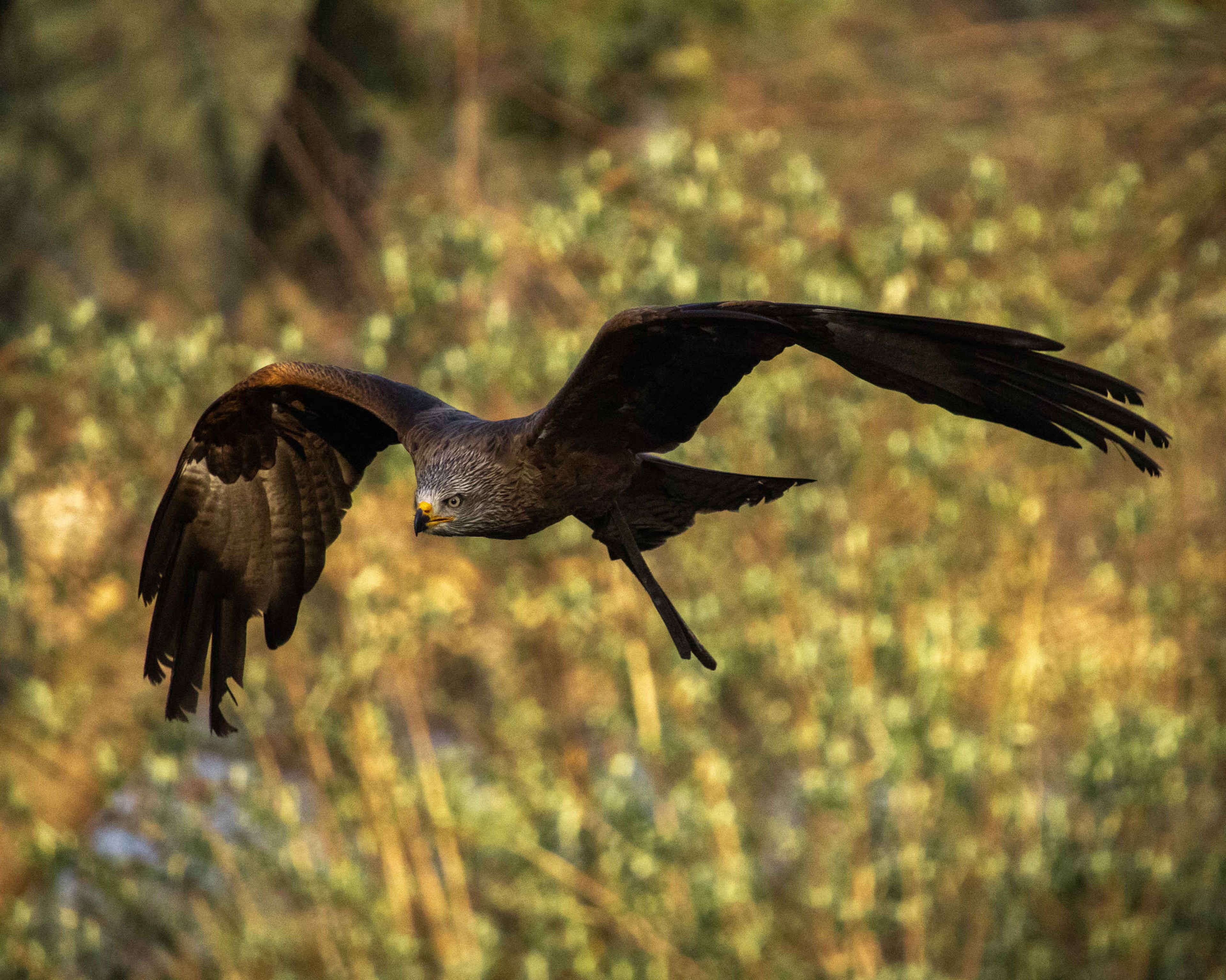Roofvogelsafari Zwarte wouw vliegt Safaripark Beekse Bergen