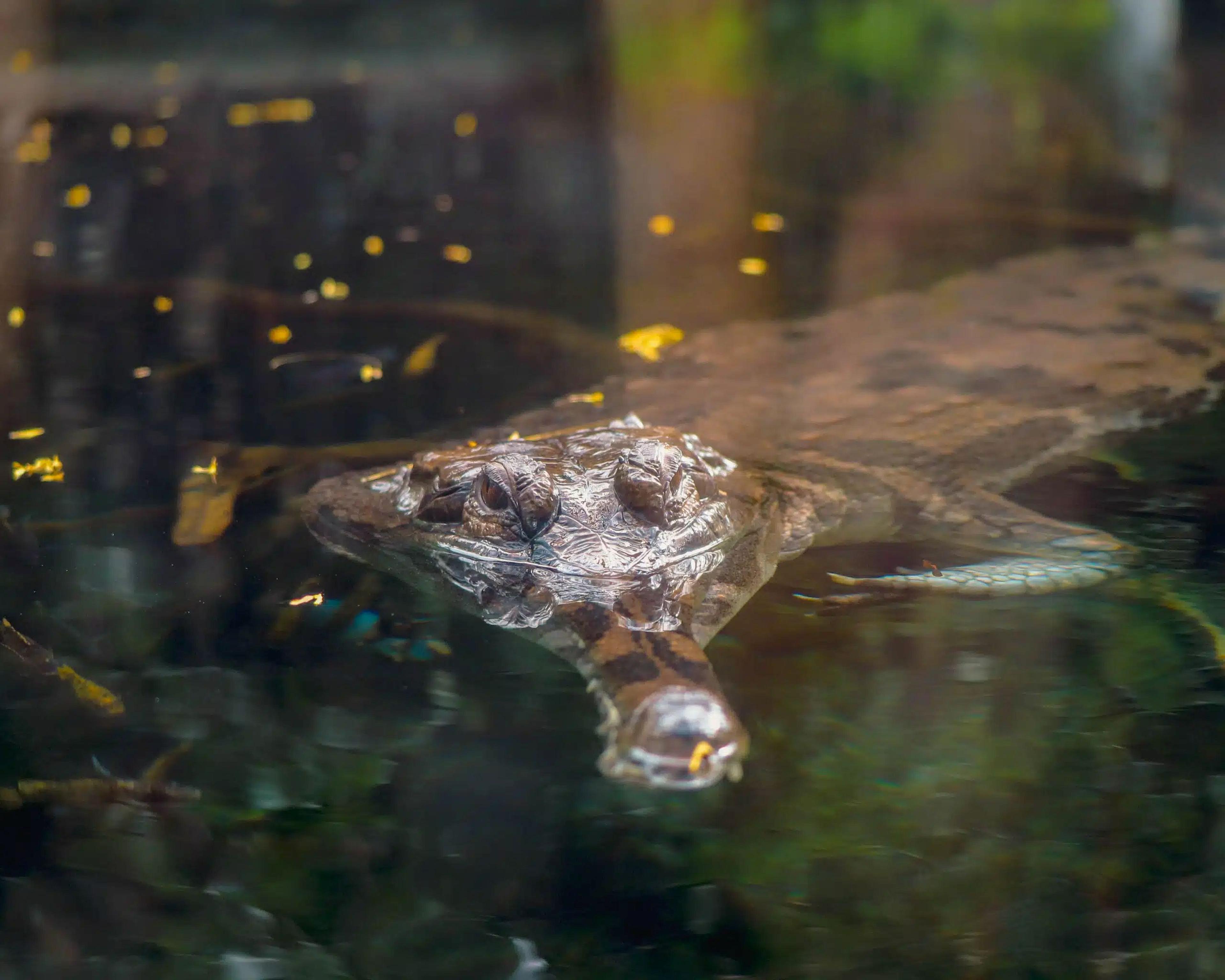 A crocodile partially submerged in water with its eyes and snout visible, surrounded by floating leaves.