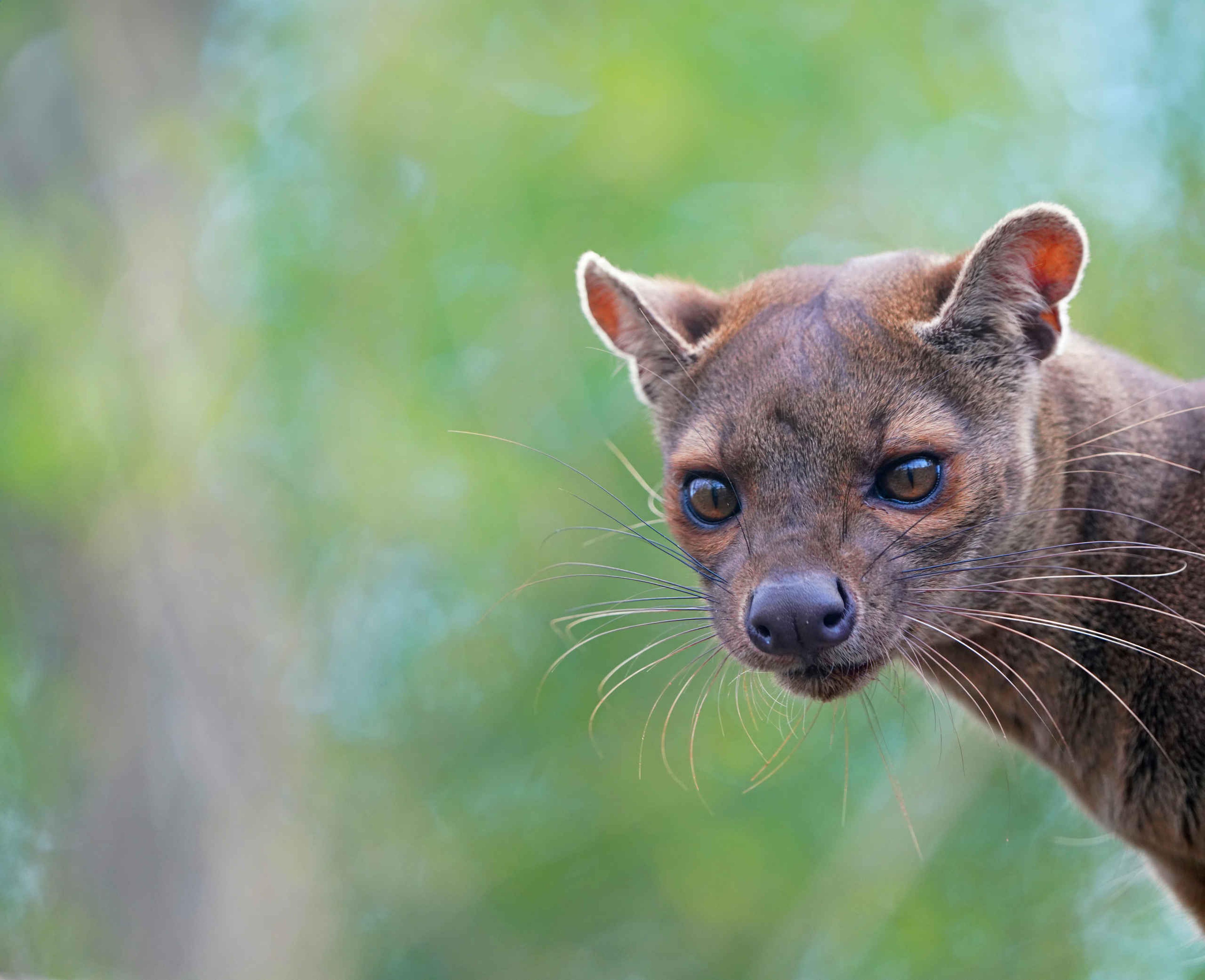 Close-up van een fossa in ZooParc Overloon, uniek in dierentuinen in Nederland