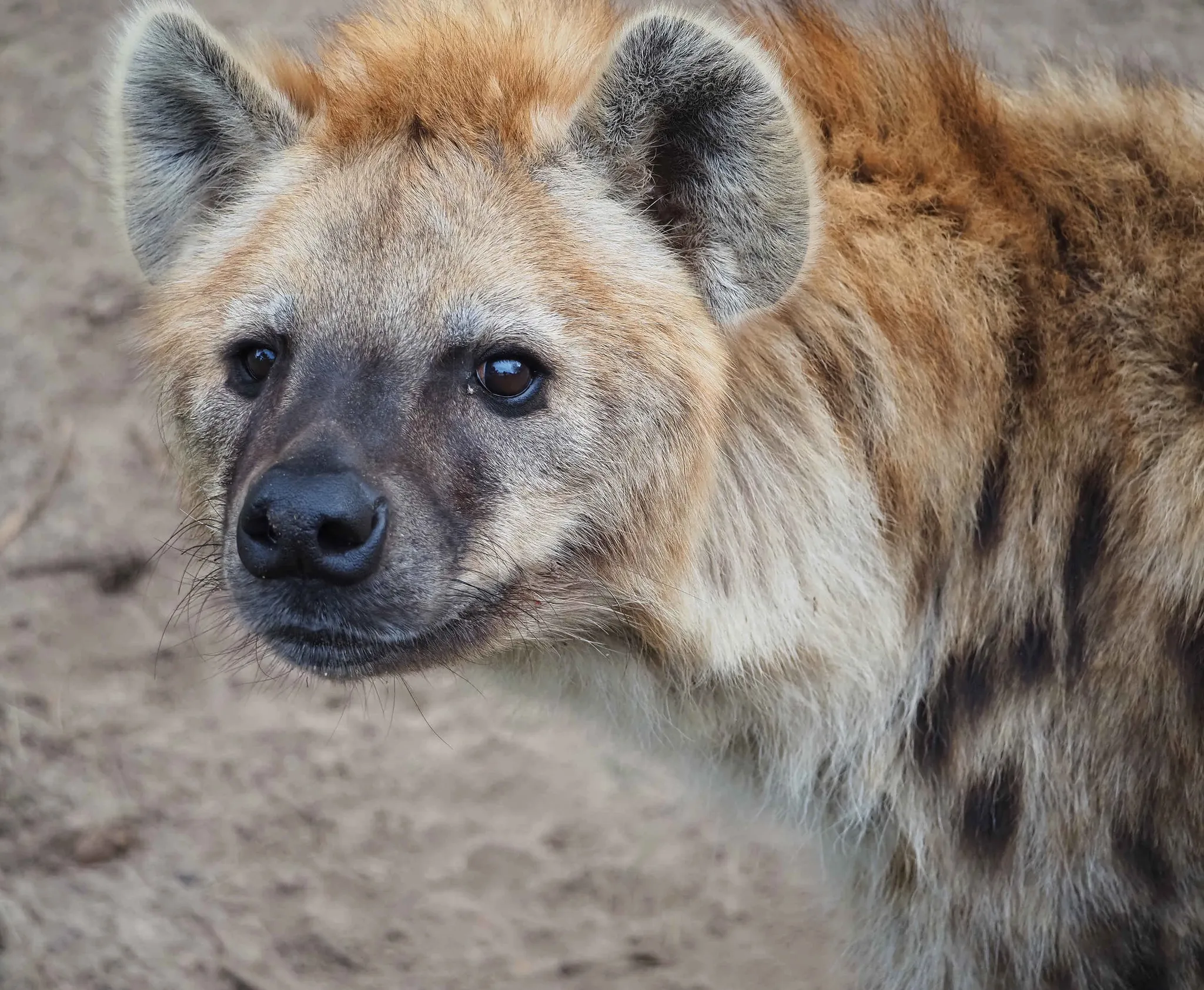 Hyena close-up in Safaripark Beekse Bergen